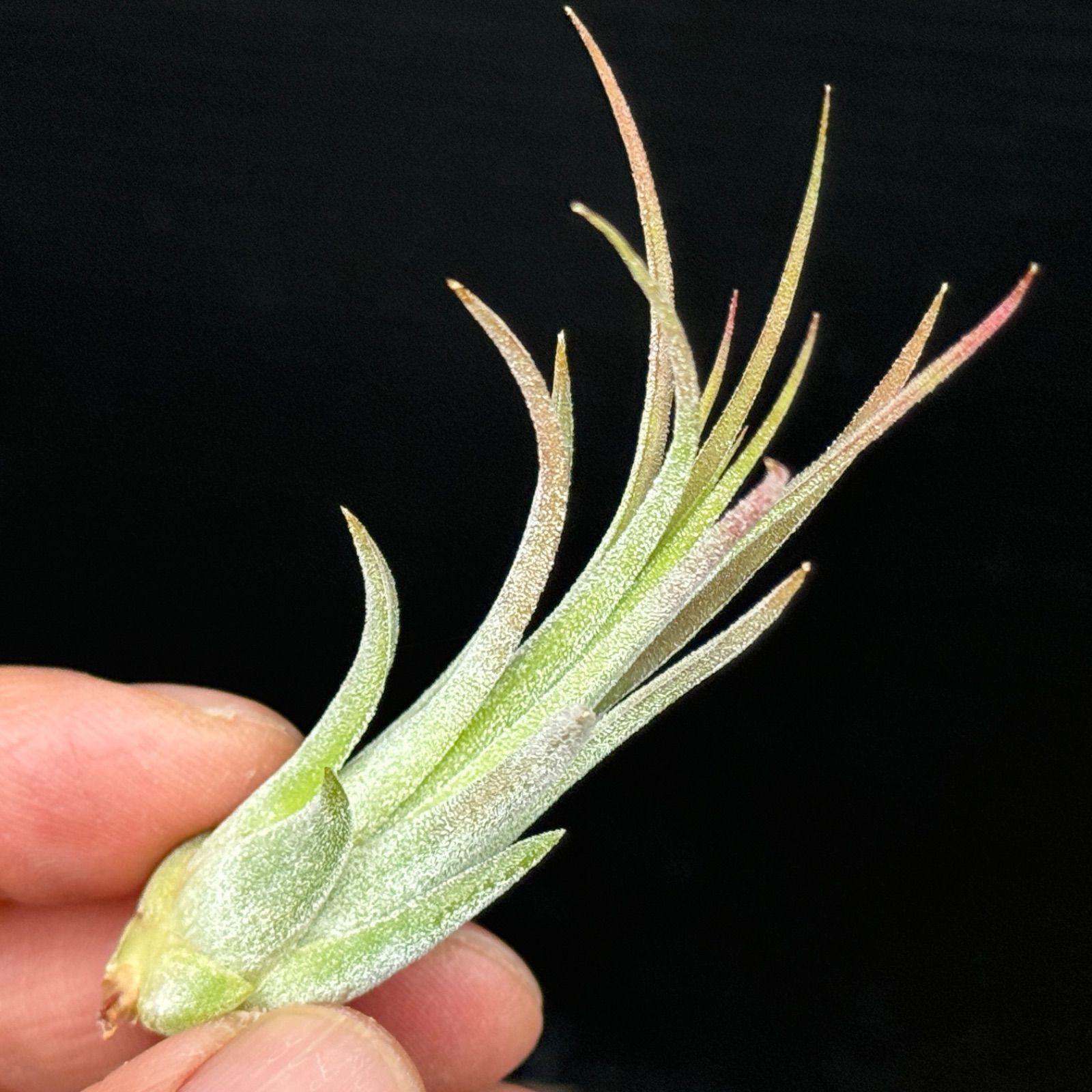 Tillandsia 'Tall Velvet' 石火 エアープランツ チランジア・イオナンタ・トールベルベット Tillandsia ionantha 'Tall