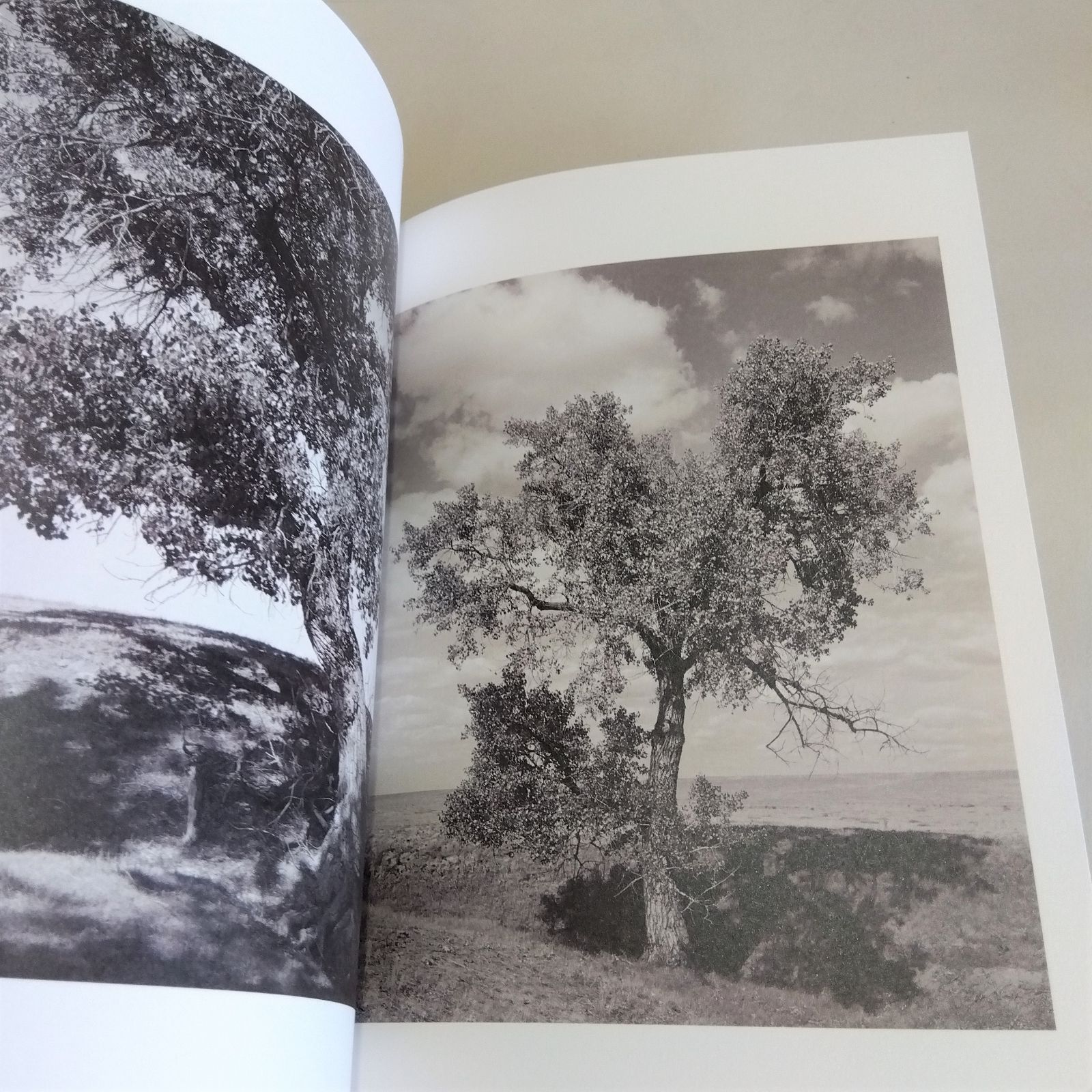 【As the Crow Flies】Terri Weifenbach新品未読品 As the Crow Flies - メルカリ