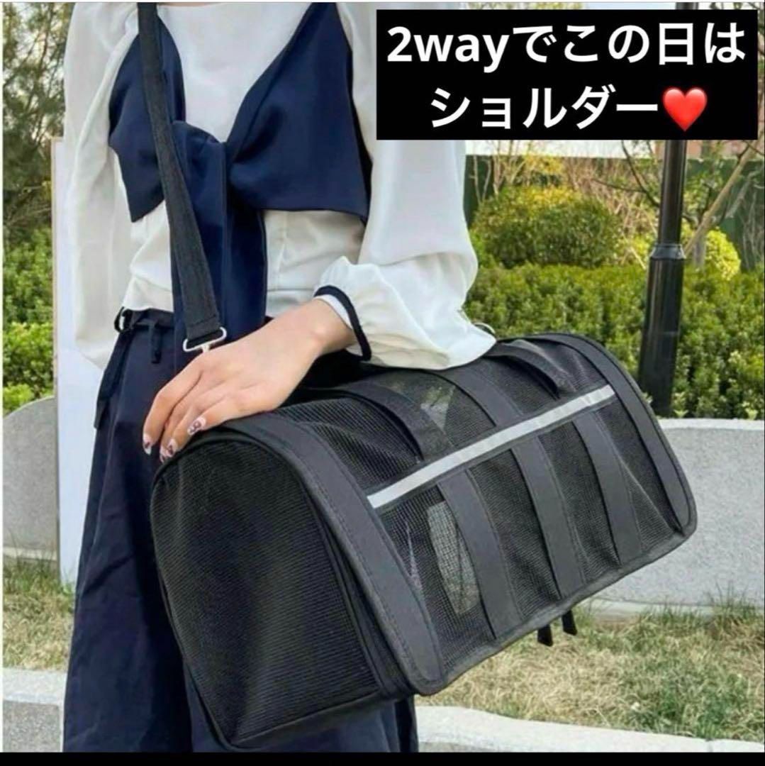 旅行 猫