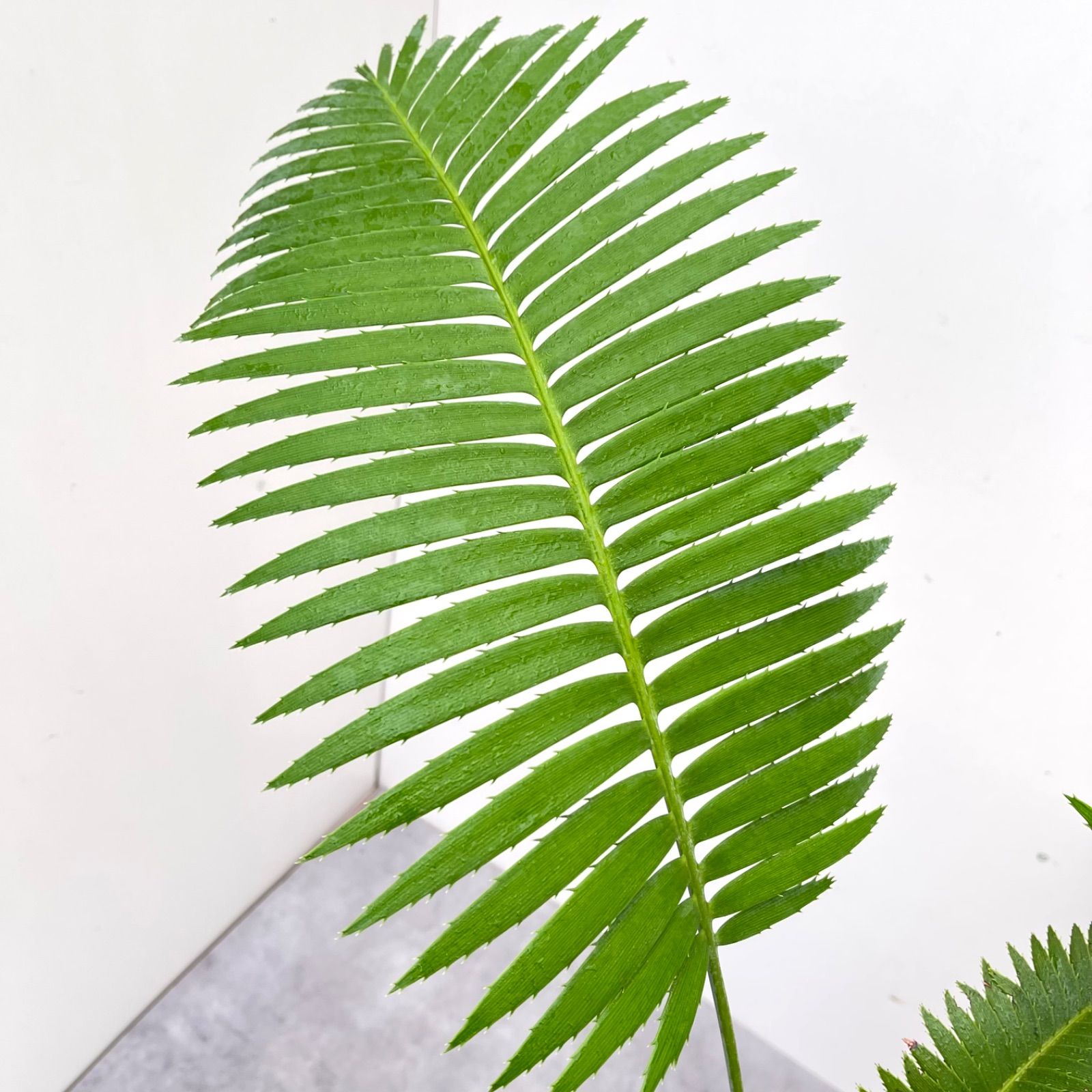 ［現品］【希少】ディオーンスピヌロスム　7号　観葉植物　レア　メキシコソテツ 現品］【希少】1番 ディオーンスピヌロスム 7号 観葉植物 レア