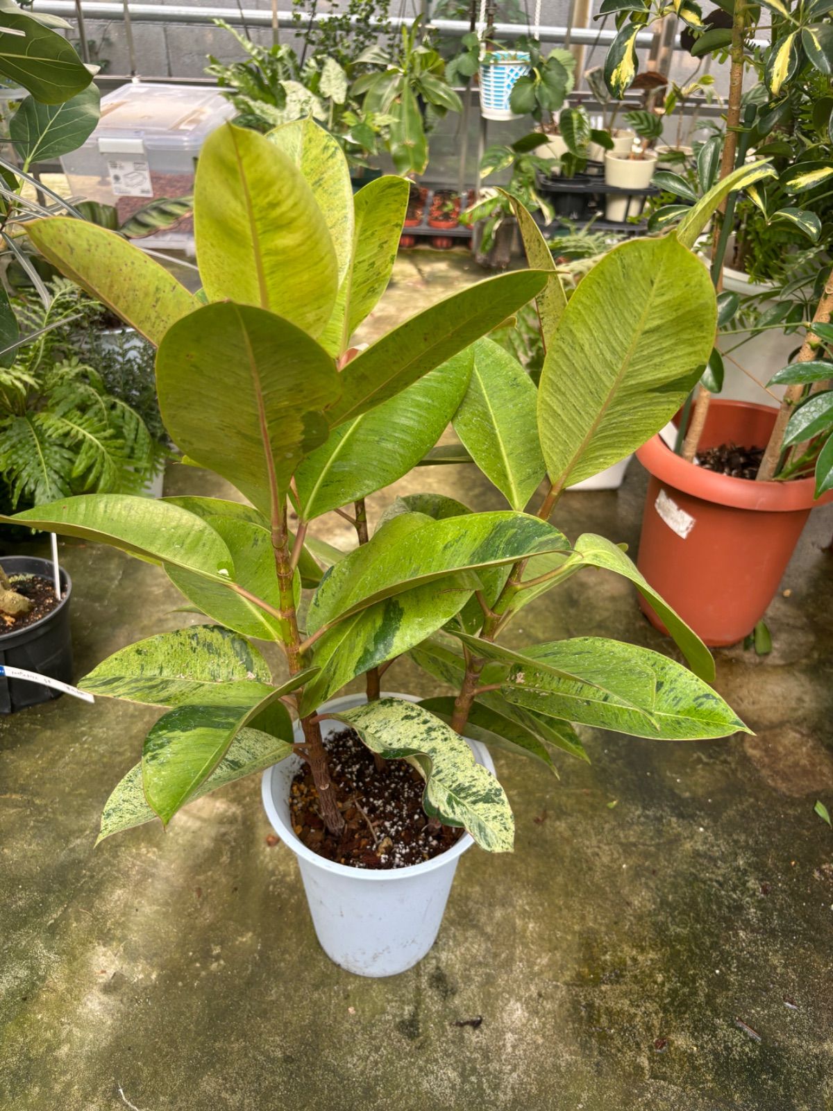 フィカス・ジン 3本立ち 観葉植物 ゴムの木 シック インテリア グリーン