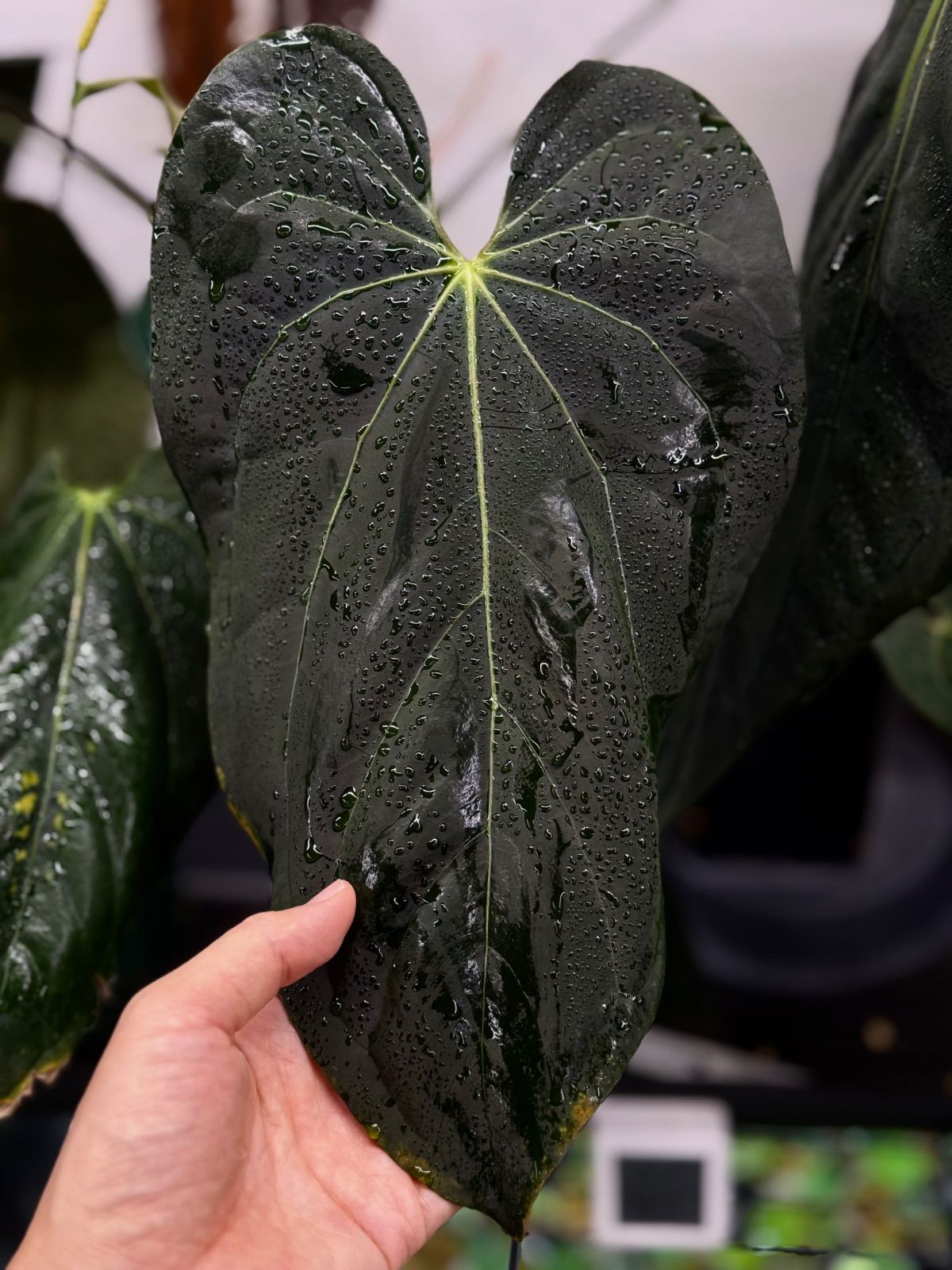 Anthuroom】Anthurium 'Ace of Spades' (df) x 'Blue