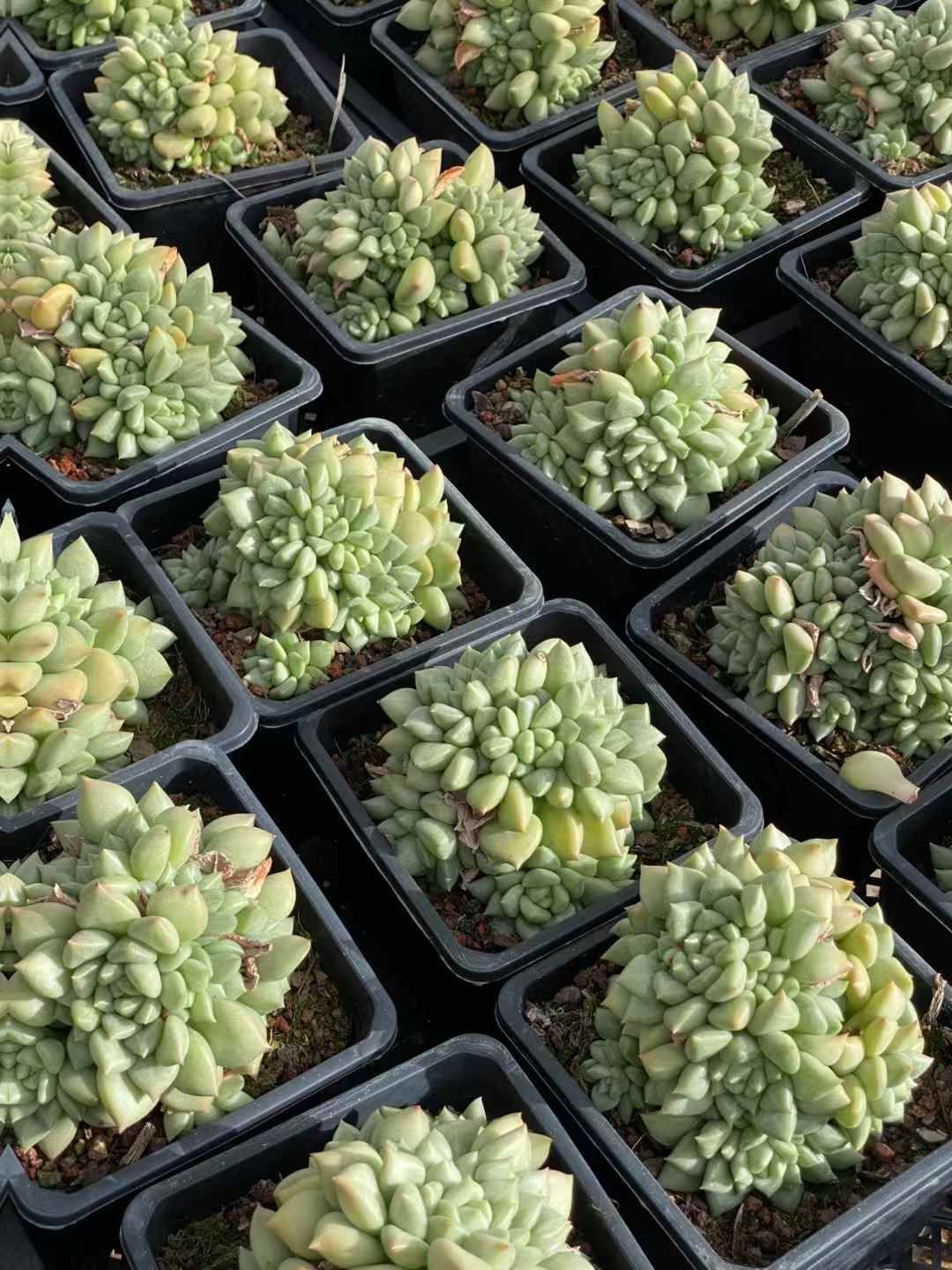 QS1047×15鉢 抜き苗 多肉植物 エケベリア サボテン 韓国苗 新入荷 達磨