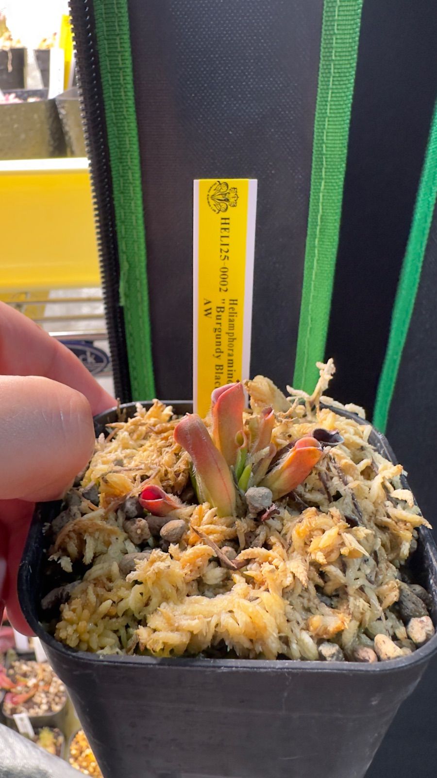 ヘリアンフォラ ミノール バーガンディブラック AW 食虫植物 HELI25-0002