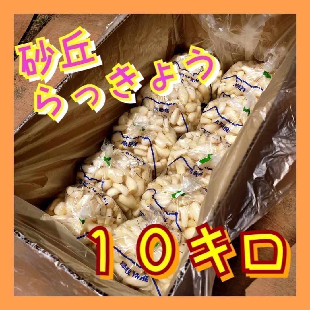 鳥取県産 洗いらっきょう 10kg 混合 砂丘らっきょう らっきょ
