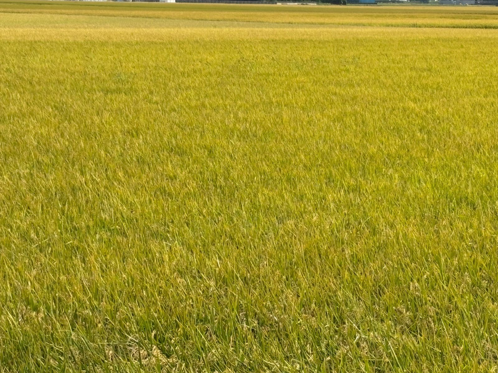 令和7年産 銘柄米