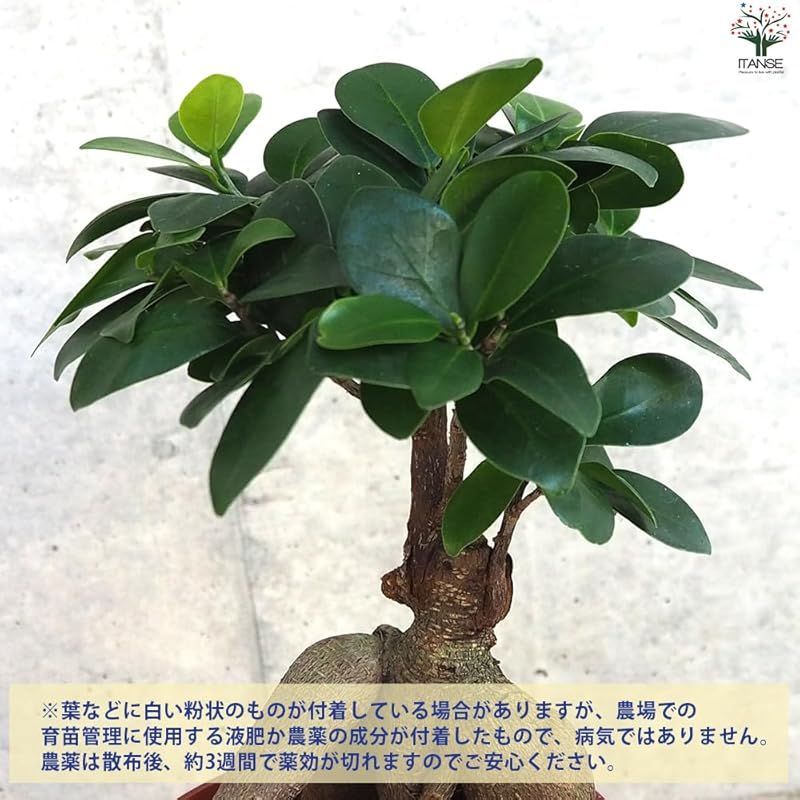 ＩＴＡＮＳＥ 人参ガジュマル4号鉢