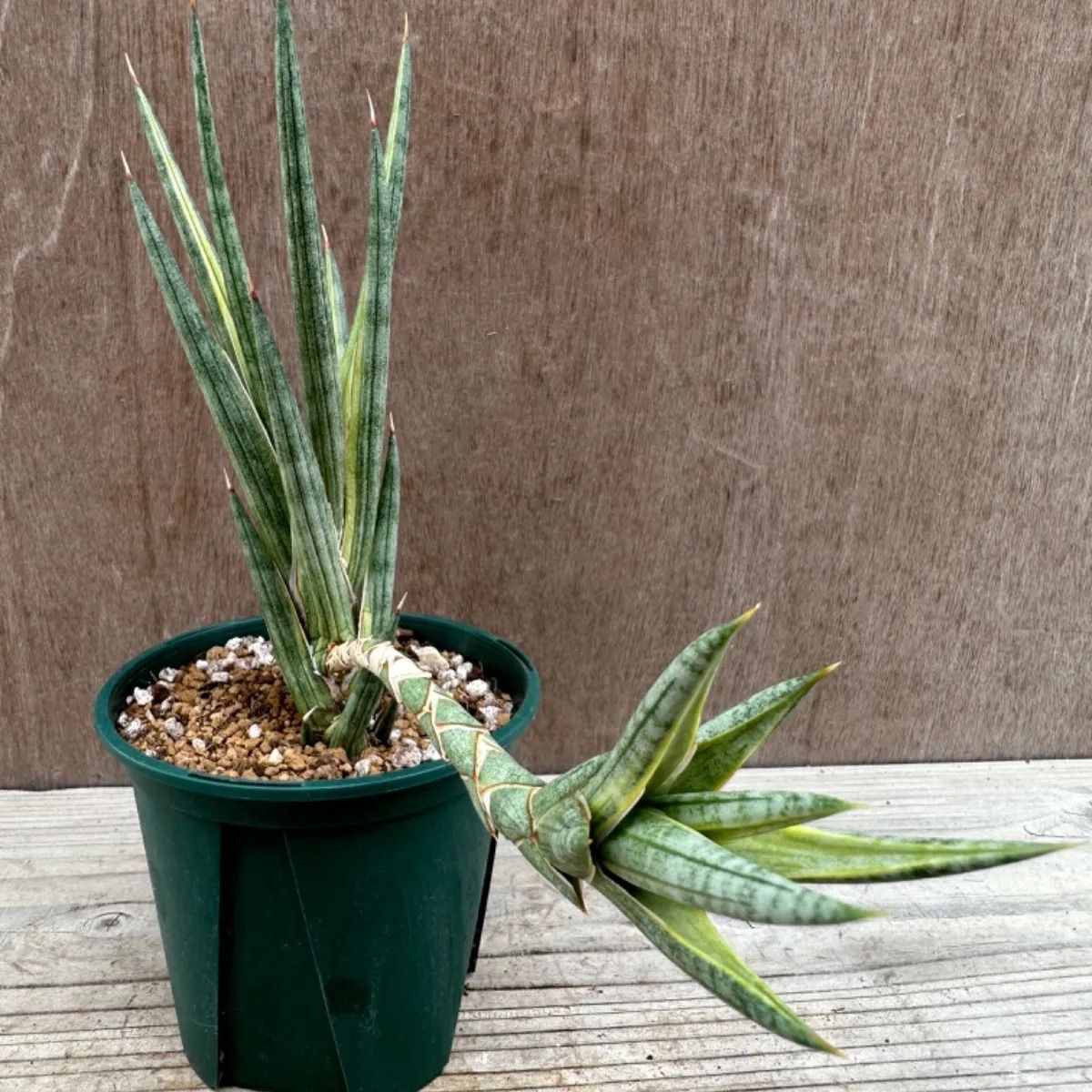 サンスベリア ボンセレンシス 斑入り SANSEVIERIA BONCELLENSIS ...