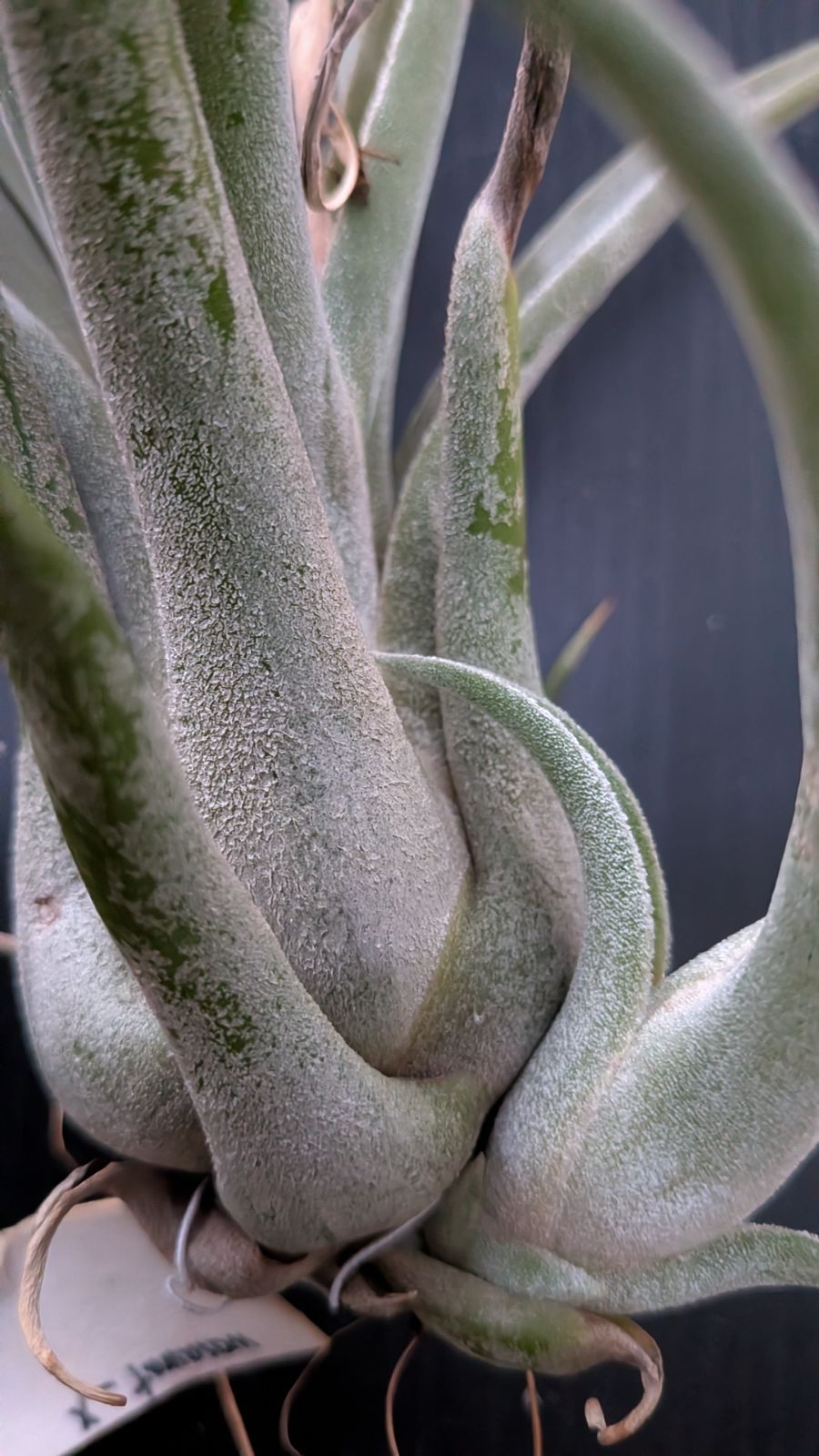 チランジア Lucile x カプトメデューサ チランジア・ルシールxカプト