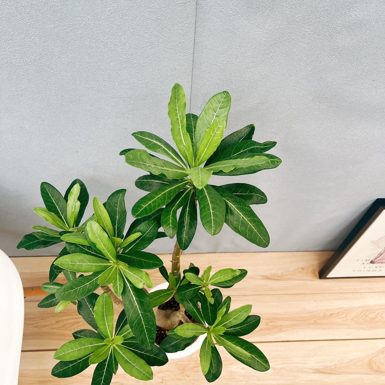 超絶希少❗️コーデックス❗️特大❗️アデニウム　アナコンダ✨ 現品］【希少】アデニウム アナコンダ 7号 コーデックス 珍しい 塊根