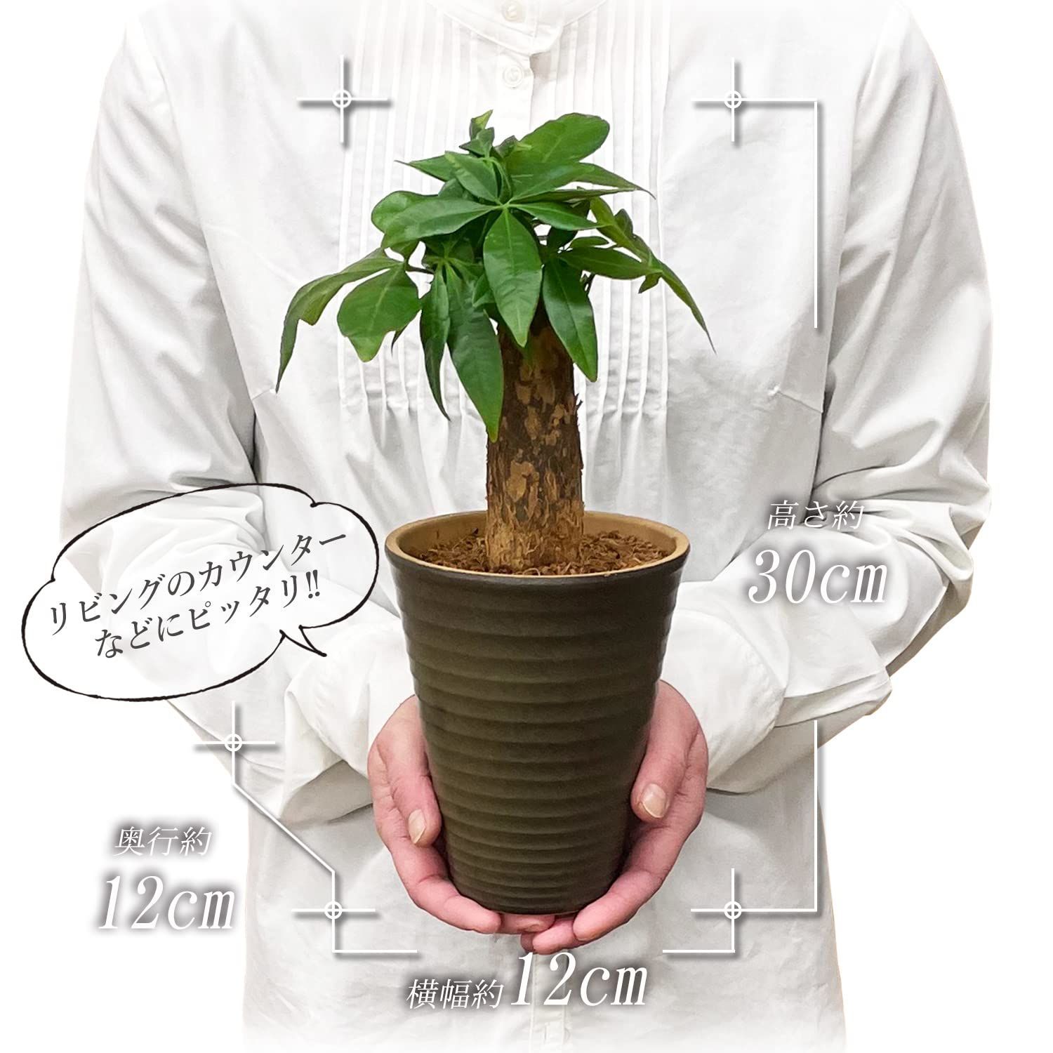観葉植物 本物