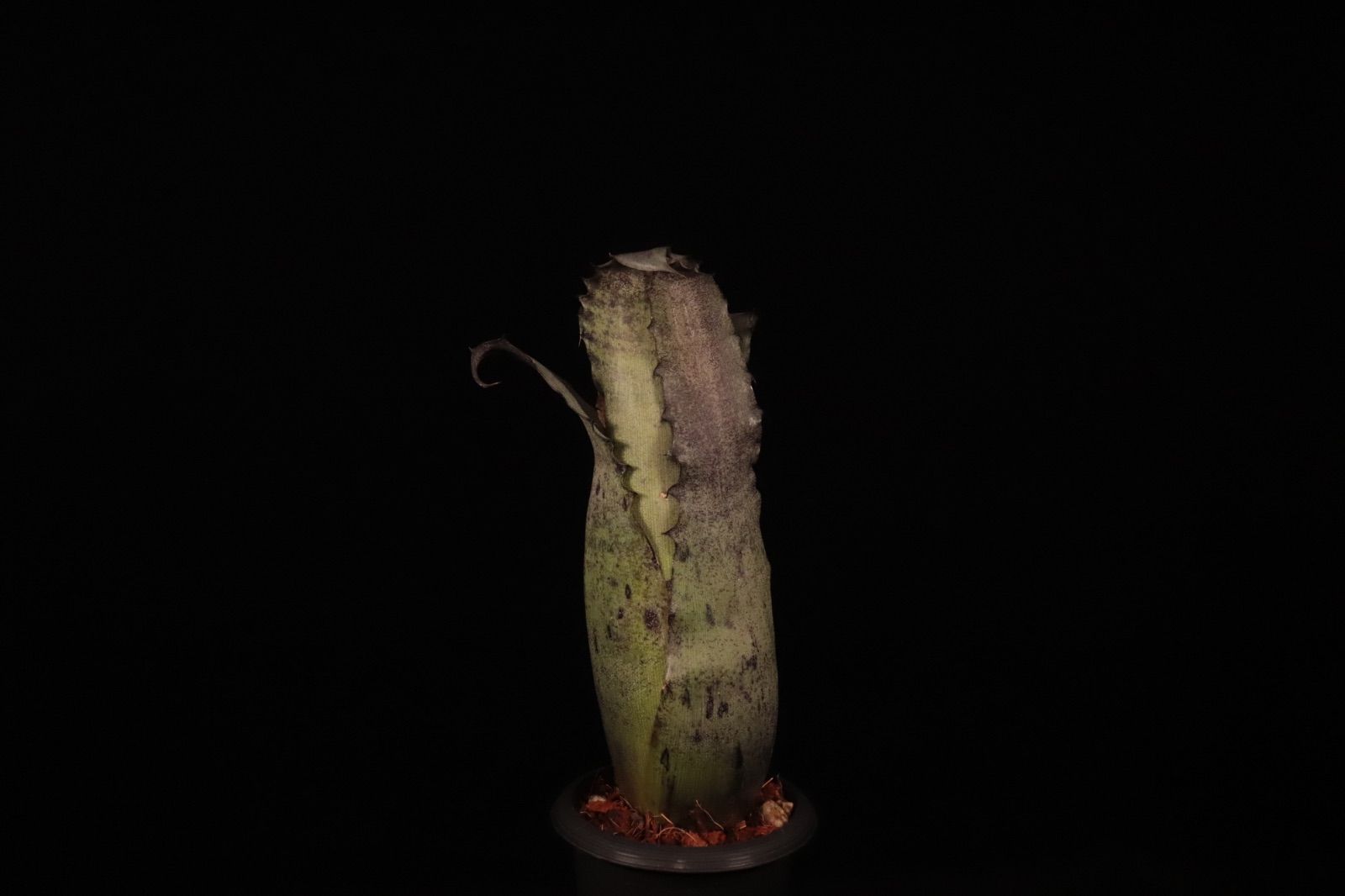 Hohenbergia EB #2023〔ホヘンベルギア〕現品発送H205 送料無料】Hohenbergia EB #2023〔ホヘンベルギア〕現品発送H205