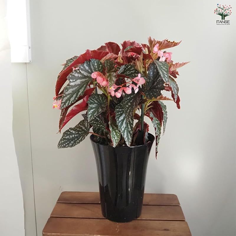 シュウカイドウ科ベコニア属 非耐寒性多年草●深い緑の葉にシルバーの斑点模様が特徴の品種です