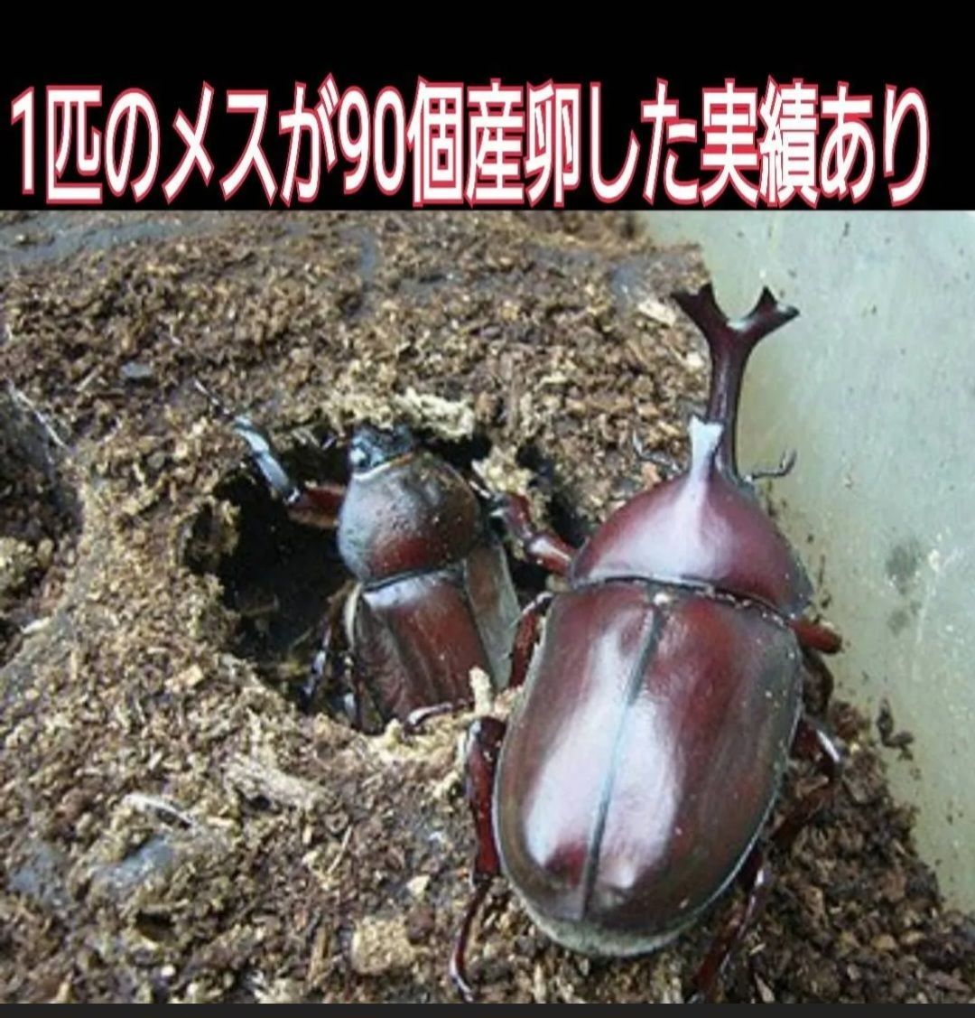 40gを超える国産カブ幼虫がゴロゴロでてきたオオヒラタケ菌床自然発酵カブトムシマット【たっぷり60リットル】天然の有効菌のみで仕上がったバクテリアマット  幼虫の餌、産卵に！ - メルカリ