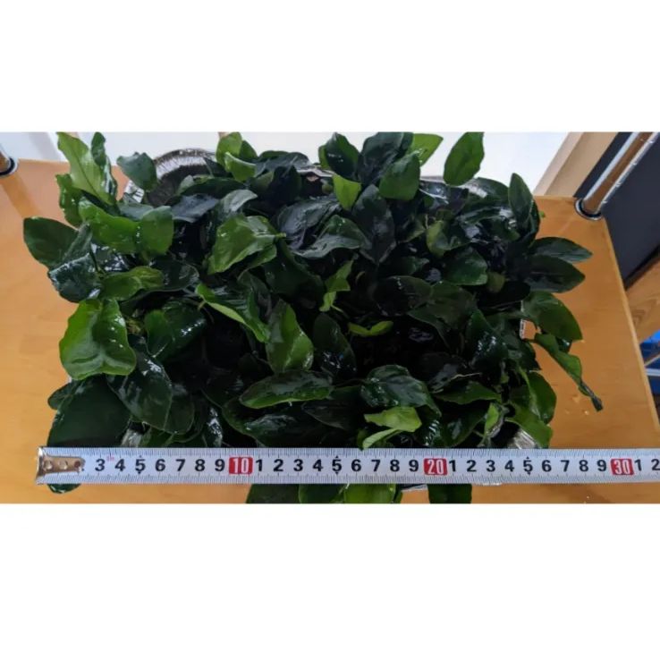 10POT