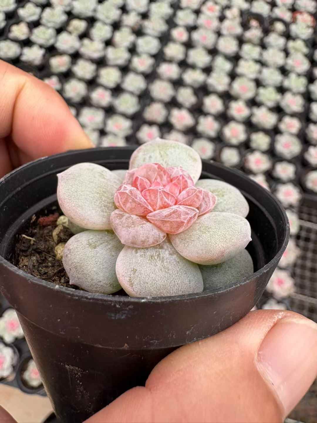 男*屋様 D679　ヘレー　抜き苗　30株　多肉植物 エケベリア 韓国苗 サボテ 特価 抜き苗 コウヘンゲツエイセッカ SKL1250×18株 ふっくら