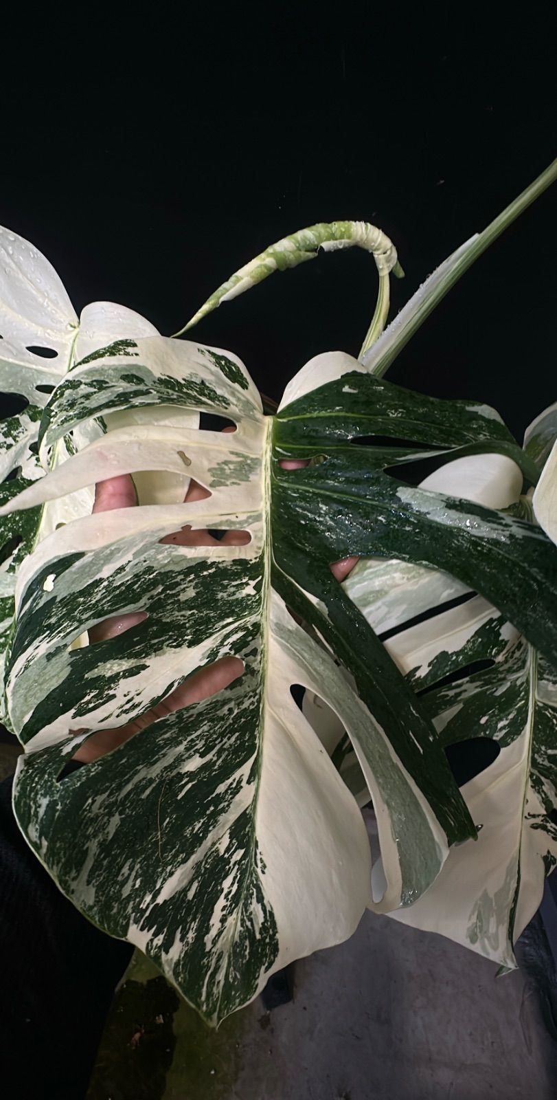 発根済み】斑入り モンステラ ホワイトタイガー Variegated 発根済み】斑入り モンステラ ホワイトタイガー Variegated