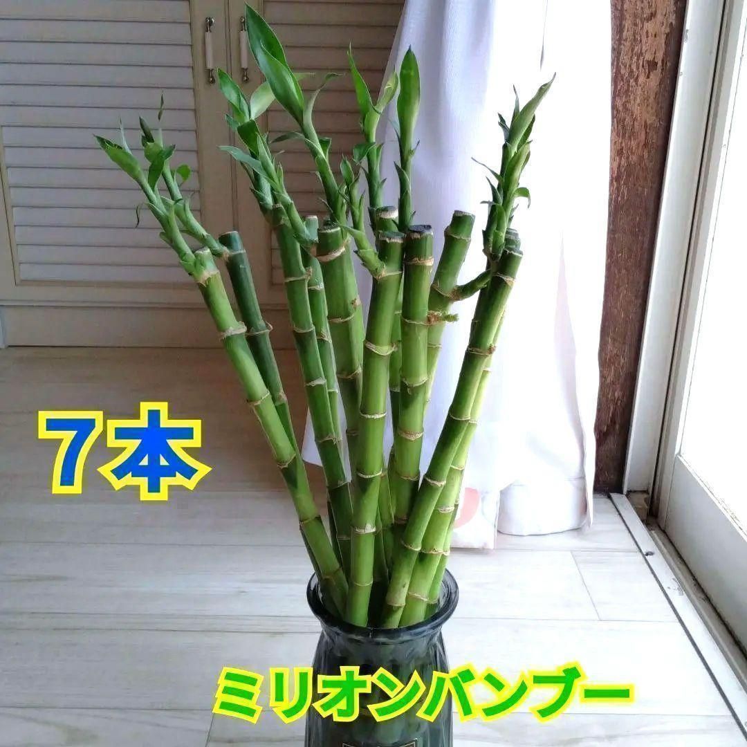 ミリオンバンブー☆開運竹☆ストレート7本セット☆40〜50cm