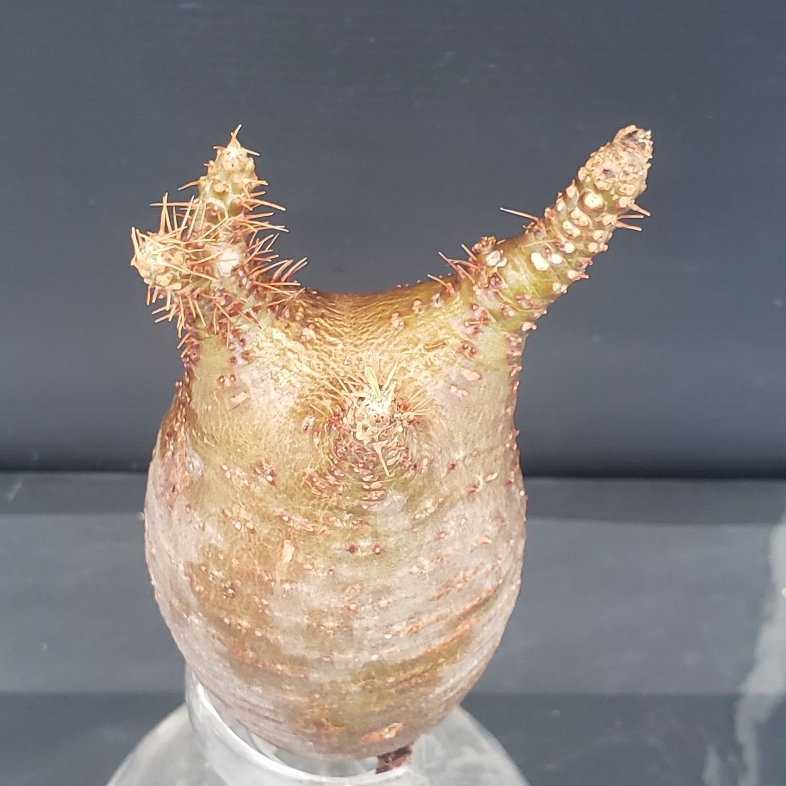 N274【最新到着】Pachypodium グラキリス（SS）（現地球・抜き苗