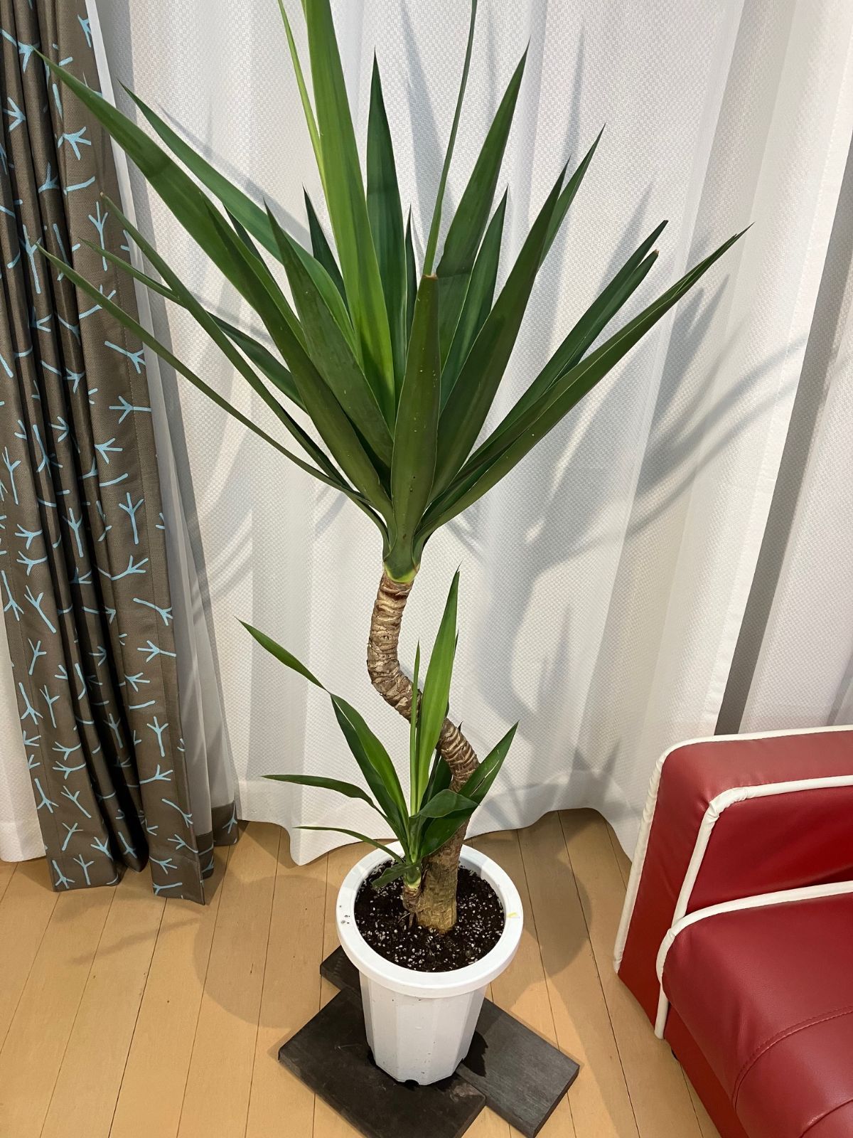 ユッカ A15 ドラセナ 現物幹曲がり樹形 現物販売 室内 観葉植物 - メルカリ