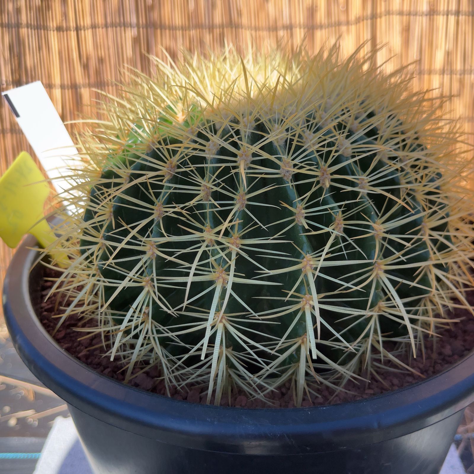 【鉢ごと発送】サボテンの王様！金色サボテン / 金鯱（キンシャチ）Golden barrel cactus / 8号 黒鉢【現品】M24-11-5-02