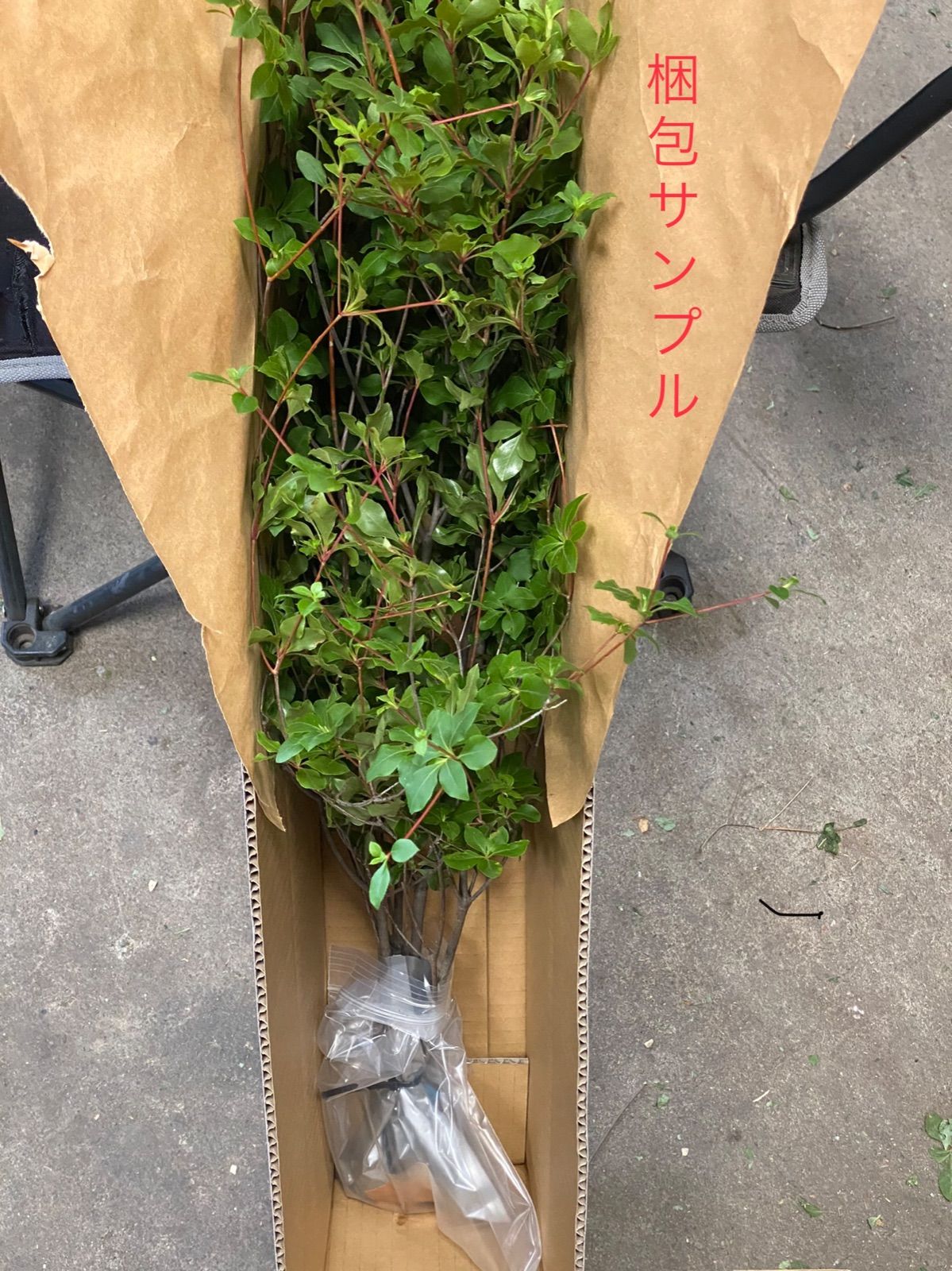 生花❣️深山ドウダンツツジ‼️150cm×1本❣️枝物❗️切り枝 