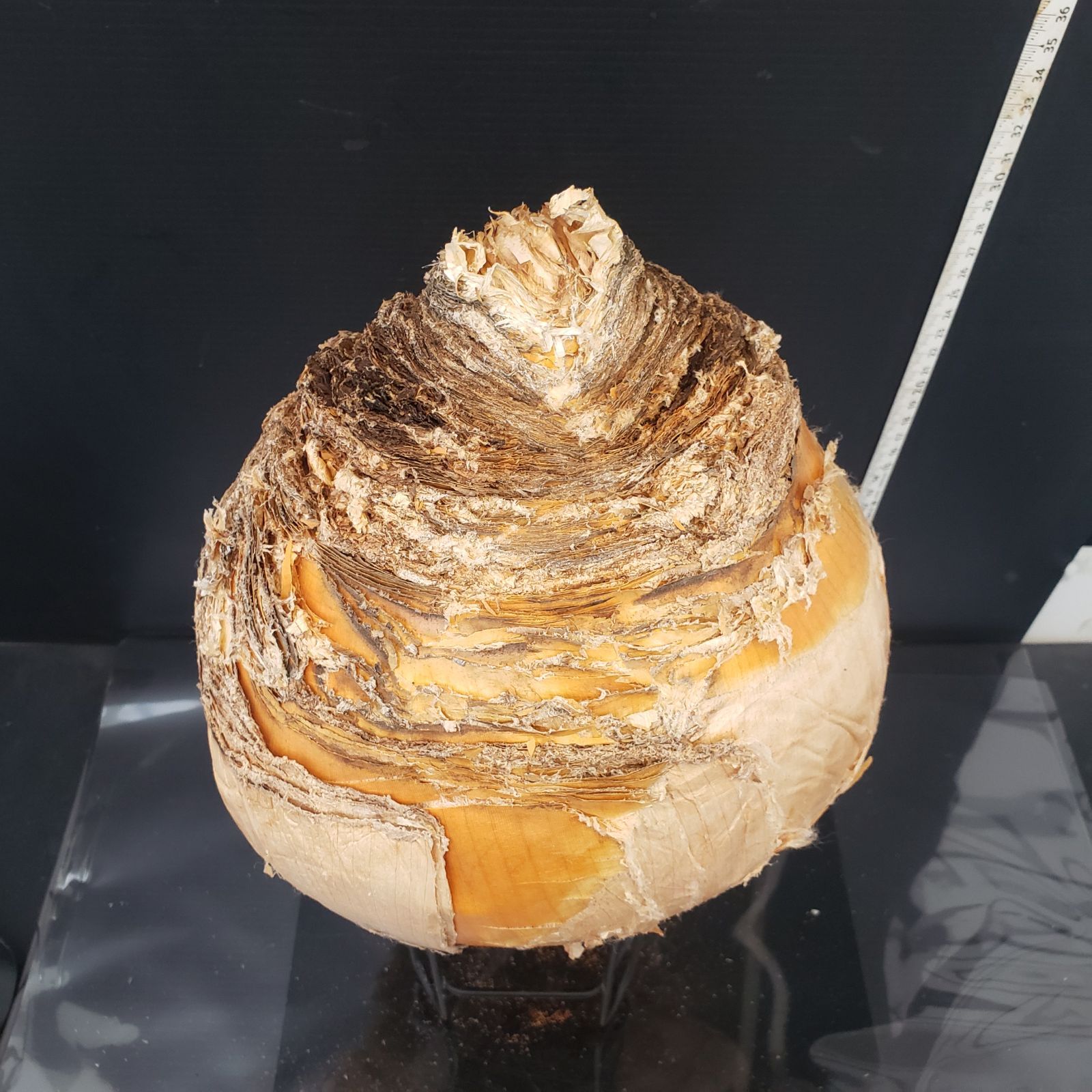 Z419 最新到着 Boophane ハエマンソイデス ML 現地球 抜き苗 球根植物 ブーファン ハエマンソイデス YUZUMIYA_COM