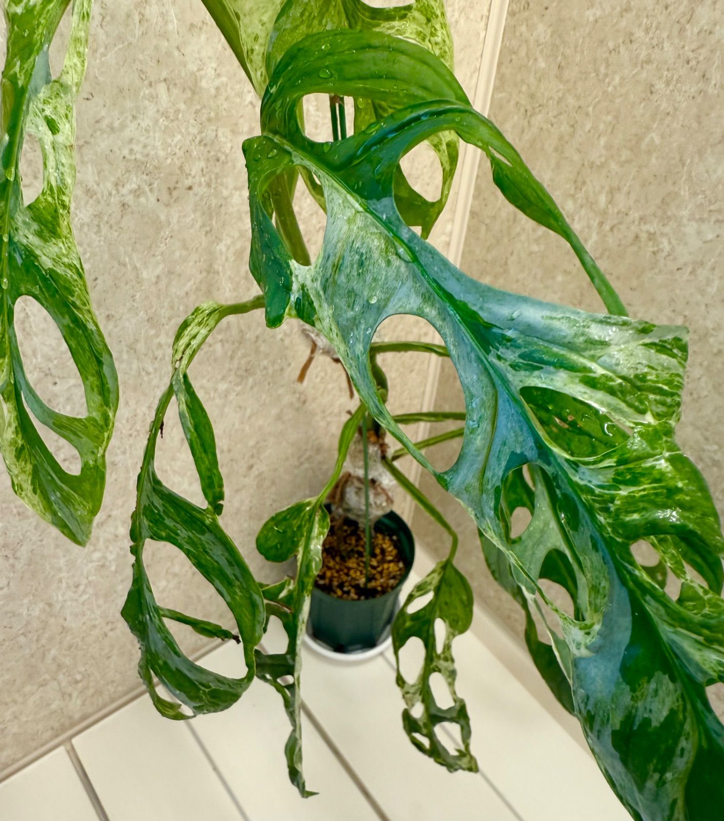 モンステラ ミント 斑入り Monstera＊Mint＊Variegata＊モンステラ