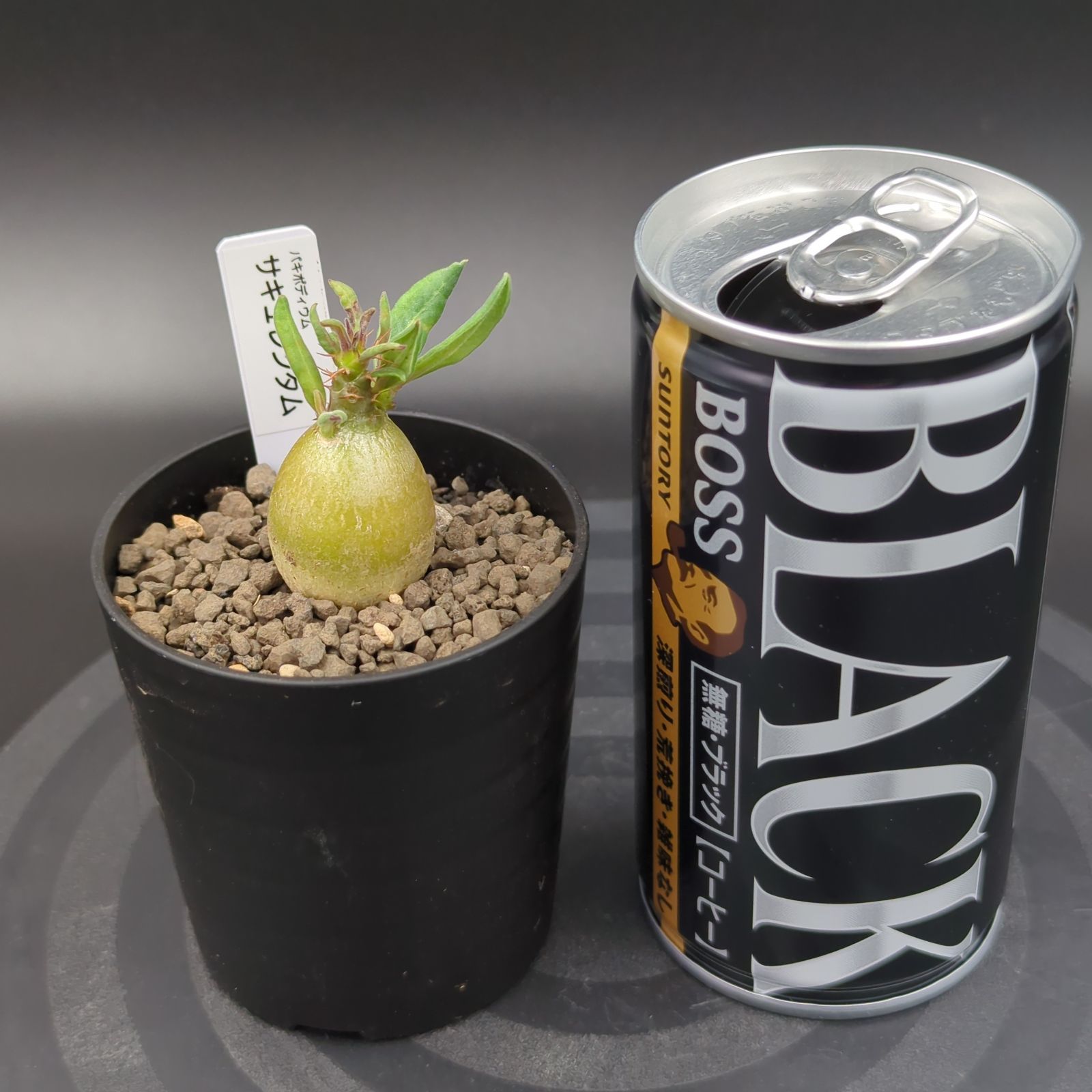 パキポディウム・サキュレンタム (実生株) - メルカリ