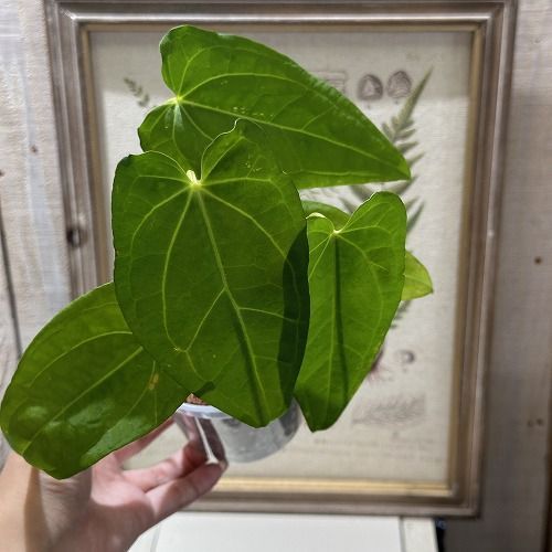希少！ 観葉植物 アンスリウム Anthurium Magnificum×(Moronense)×Ace