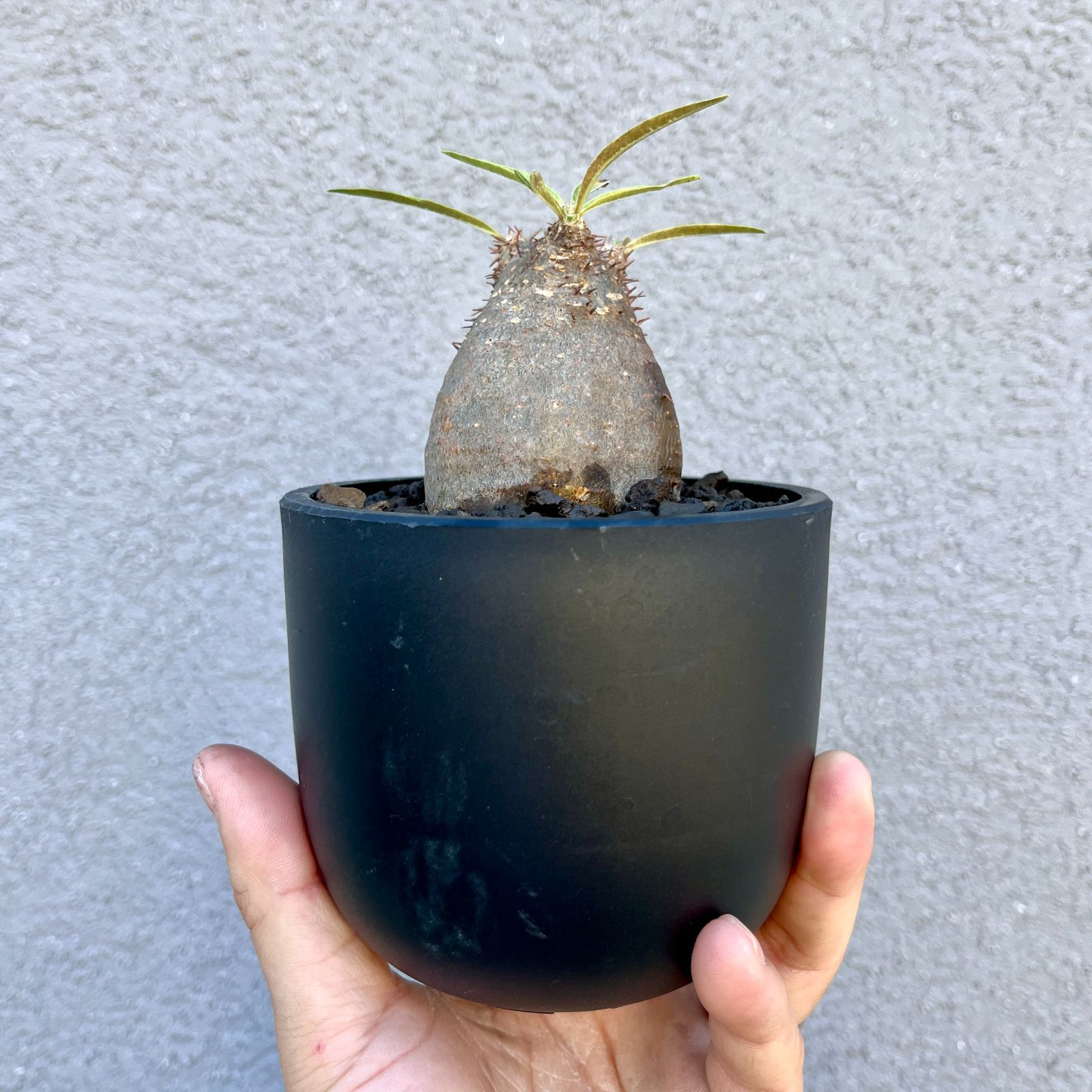 パキポディウム・グラキリス｜Pachypodium rosulatum var