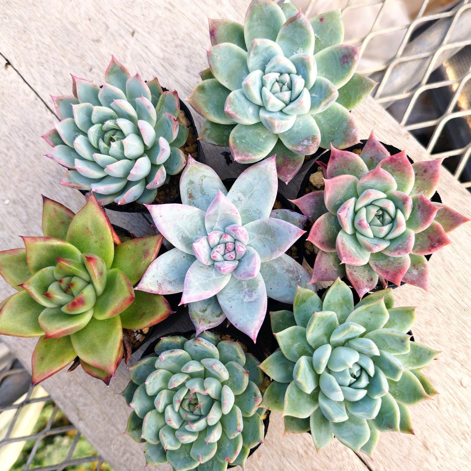 ⭕️商談中⭕️PFかぐや様は告らせたいR 【循環仕様他☆送料無料