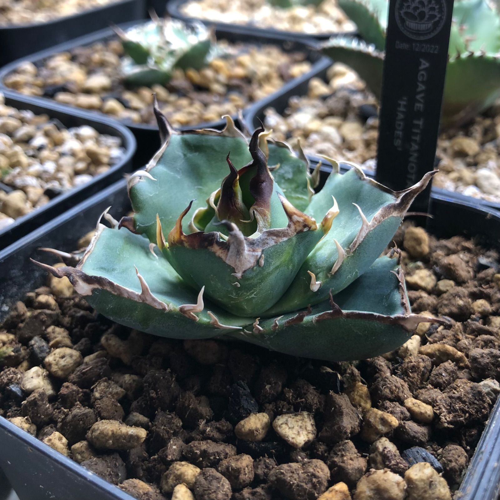 FK PLANTS】Agave Titanota 'Hades'（子株）アガベ チタノタ 'ハデス 