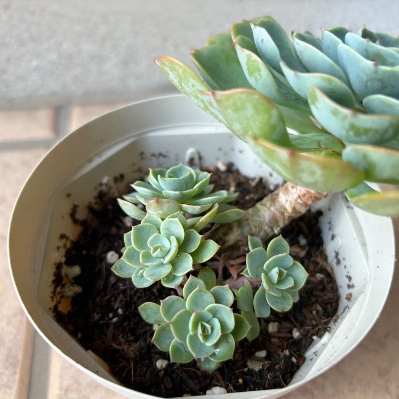 多肉植物 七福神 鉢ごと - メルカリ