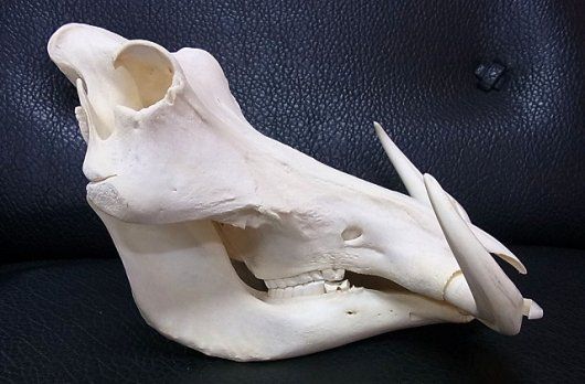 アフリカ便！高品質 イボイノシシ 成獣の頭骨（XLサイズ）※捕獲データ