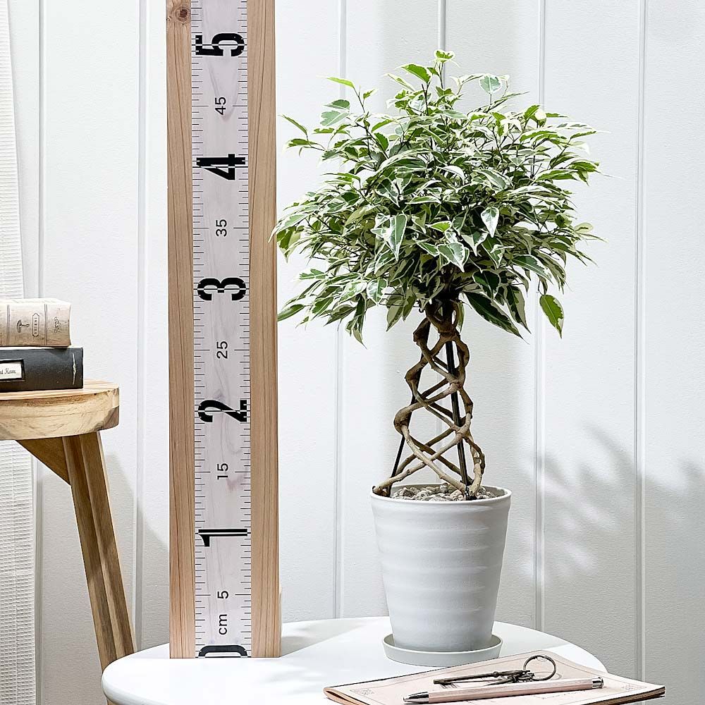 パンダガジュマル⭐️曲がり パンダガジュマル（曲がり仕立て） 7号24