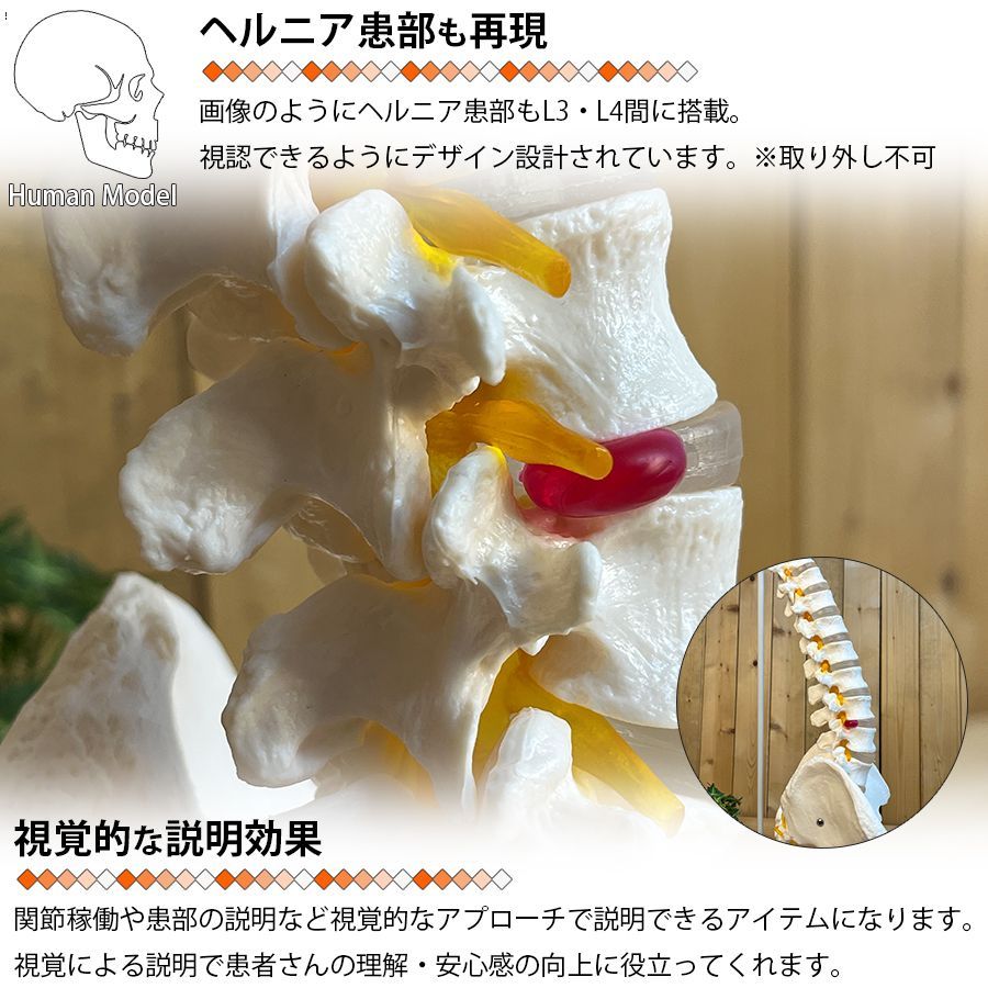 人体模型 骨 等身大 脊椎 模型 実物大 90センチ 脊髄骨盤模型 股関節