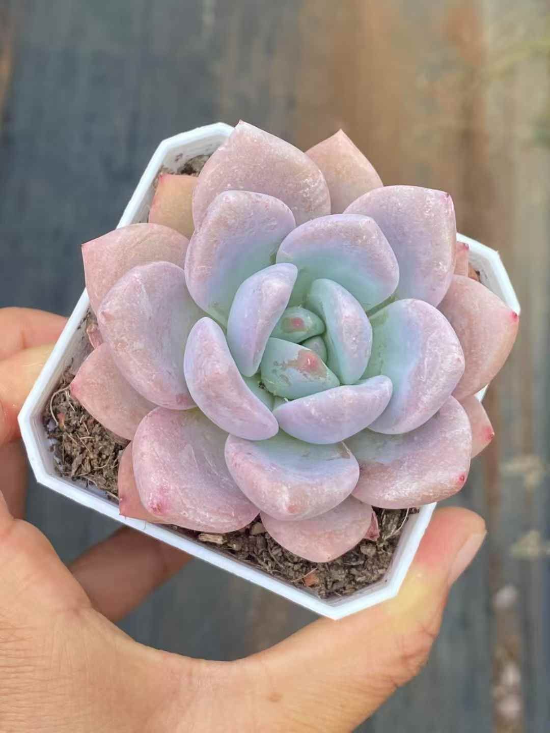 多肉植物　韓国苗　スイートハート　発根済み 50株の抜き苗セット】スイートハート 多肉植物 佐川急便発送