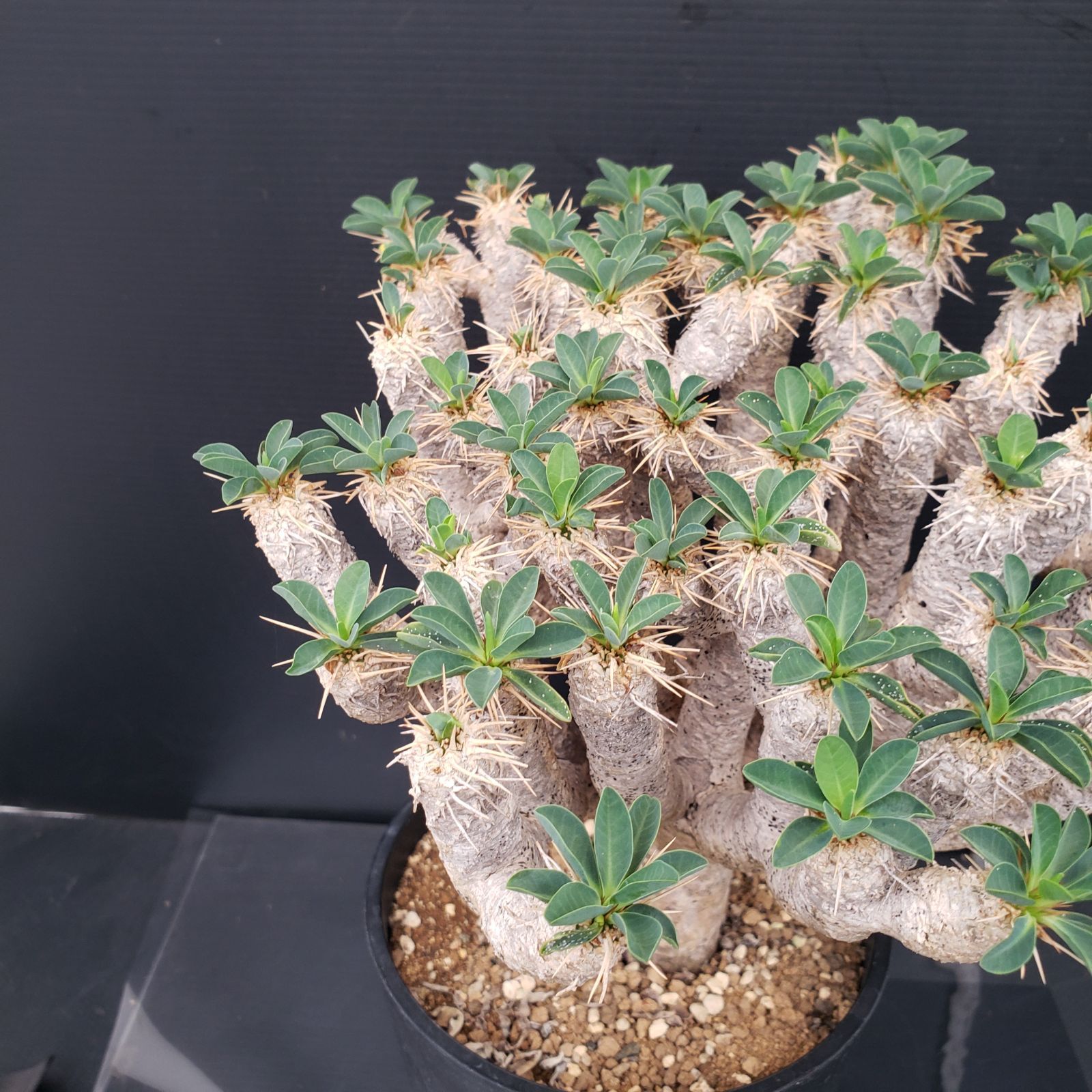 【現品】塊根植物・ギラウミニアウナ ユーフォルビア ギラウミニアナ / Euphorbia guillauminiana