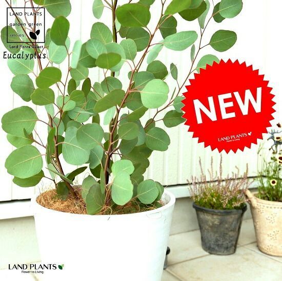 観葉植物 種子 種 Dracaena Dracoドラセナ ドラコ 長寿の木 竜血樹