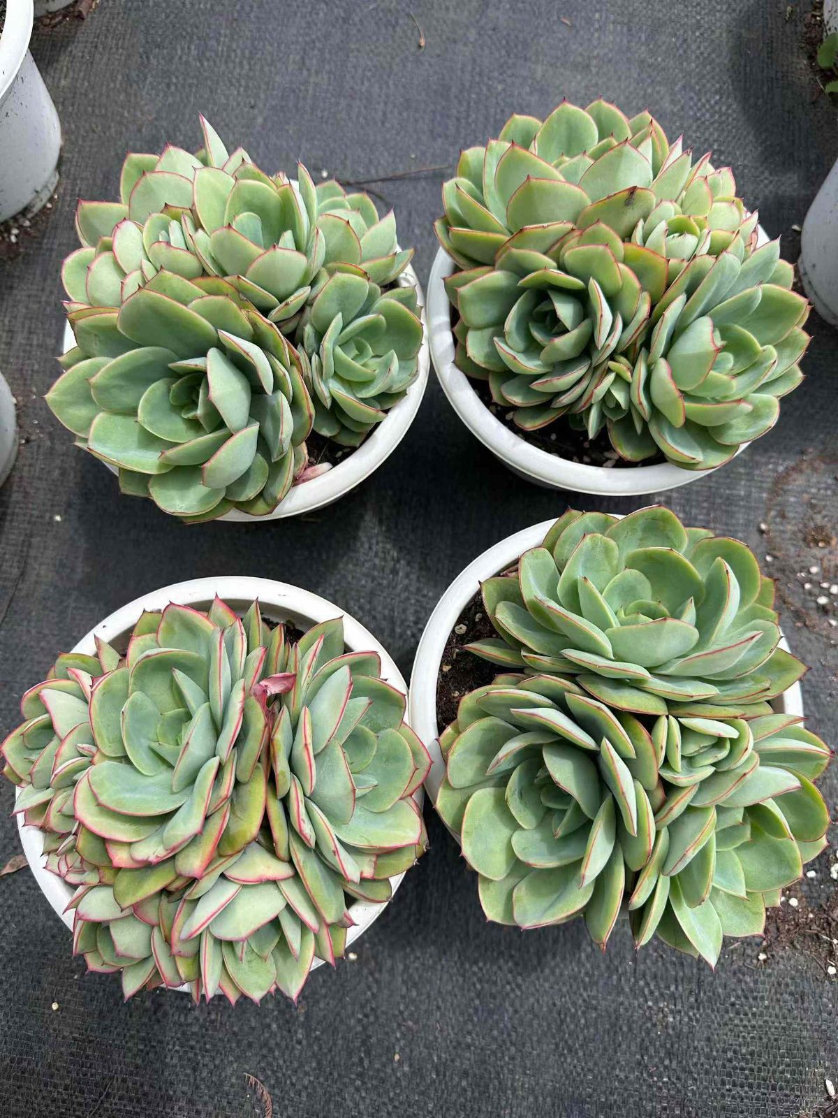 抜き苗 多肉植物