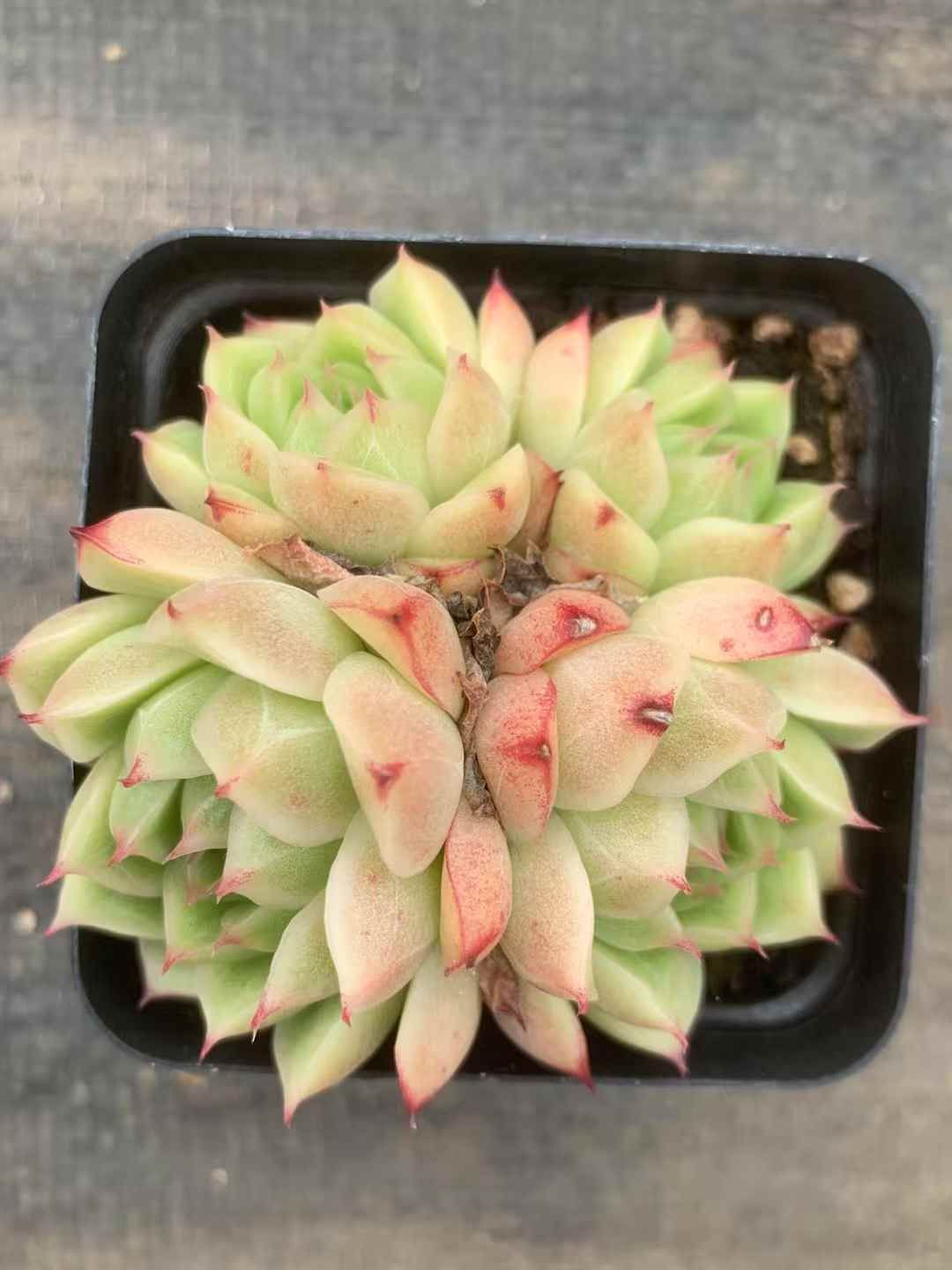 54株の抜き苗セット オレンジ蓮群生 多肉植物 佐川急便発送 エケベリア 韓国苗 LX34