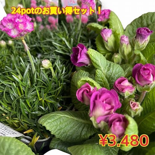 全プレ 花苗 ジュリアン紫(12pot)＆アルメリア(12pot) お買い得24potセット A