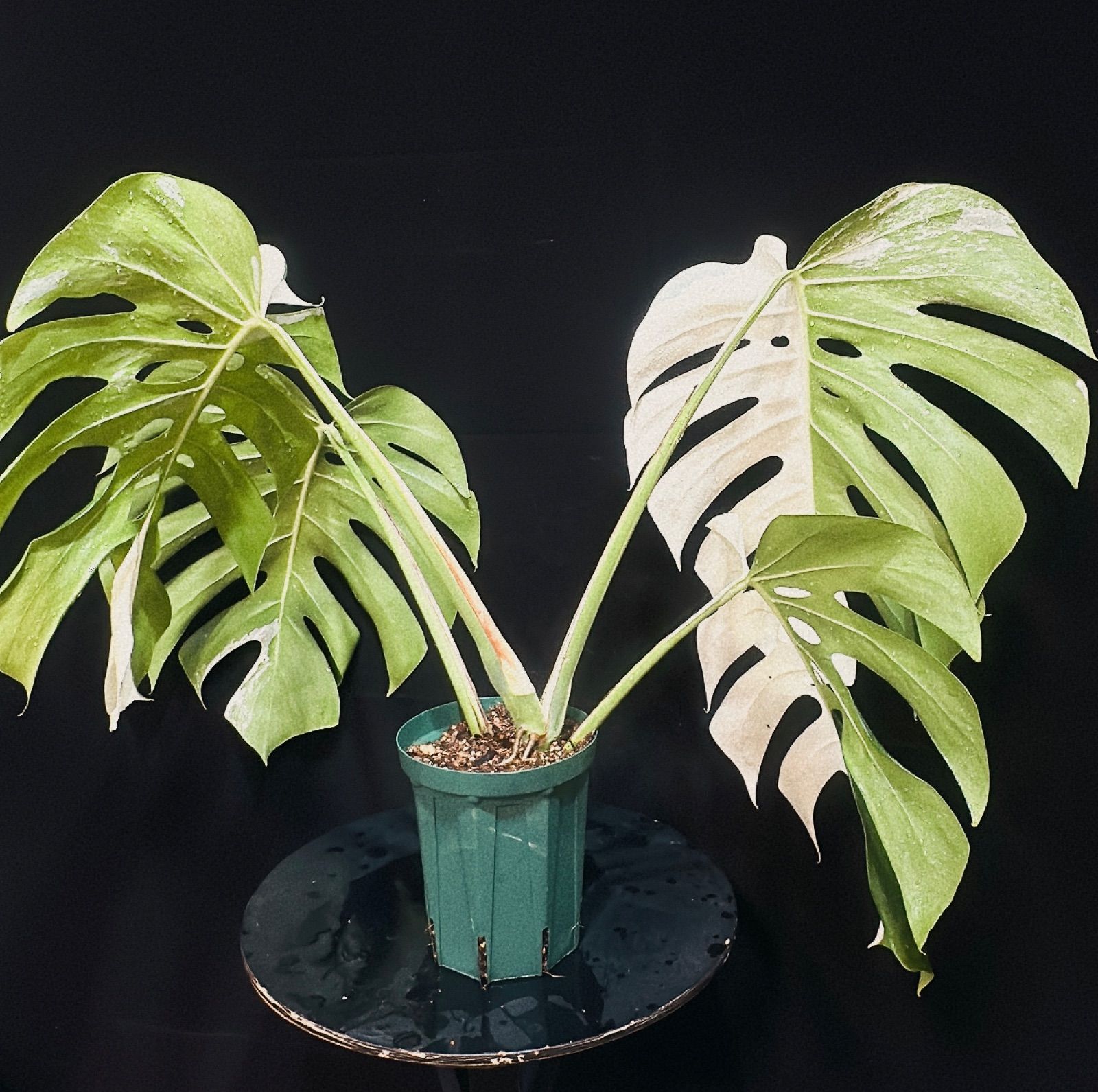 希少 斑入り モンステラ ボルシギアナ ハーフムーン 7株おまとめ Varigated Monstera Borsigana Half a moon  7 pieces｜観葉植物