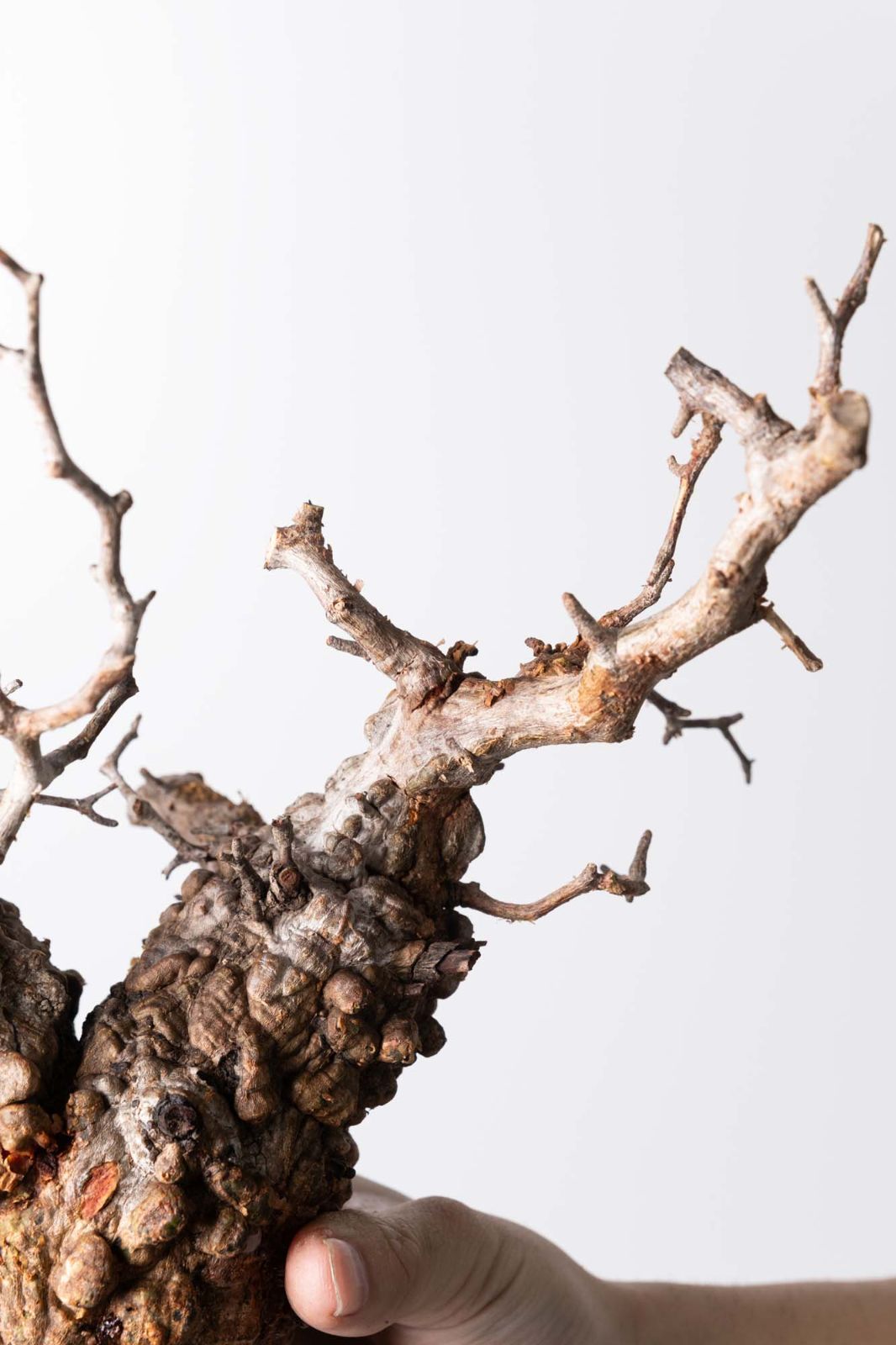 MP112 オペルクリカリア パキプス コーデックス ベアルート株