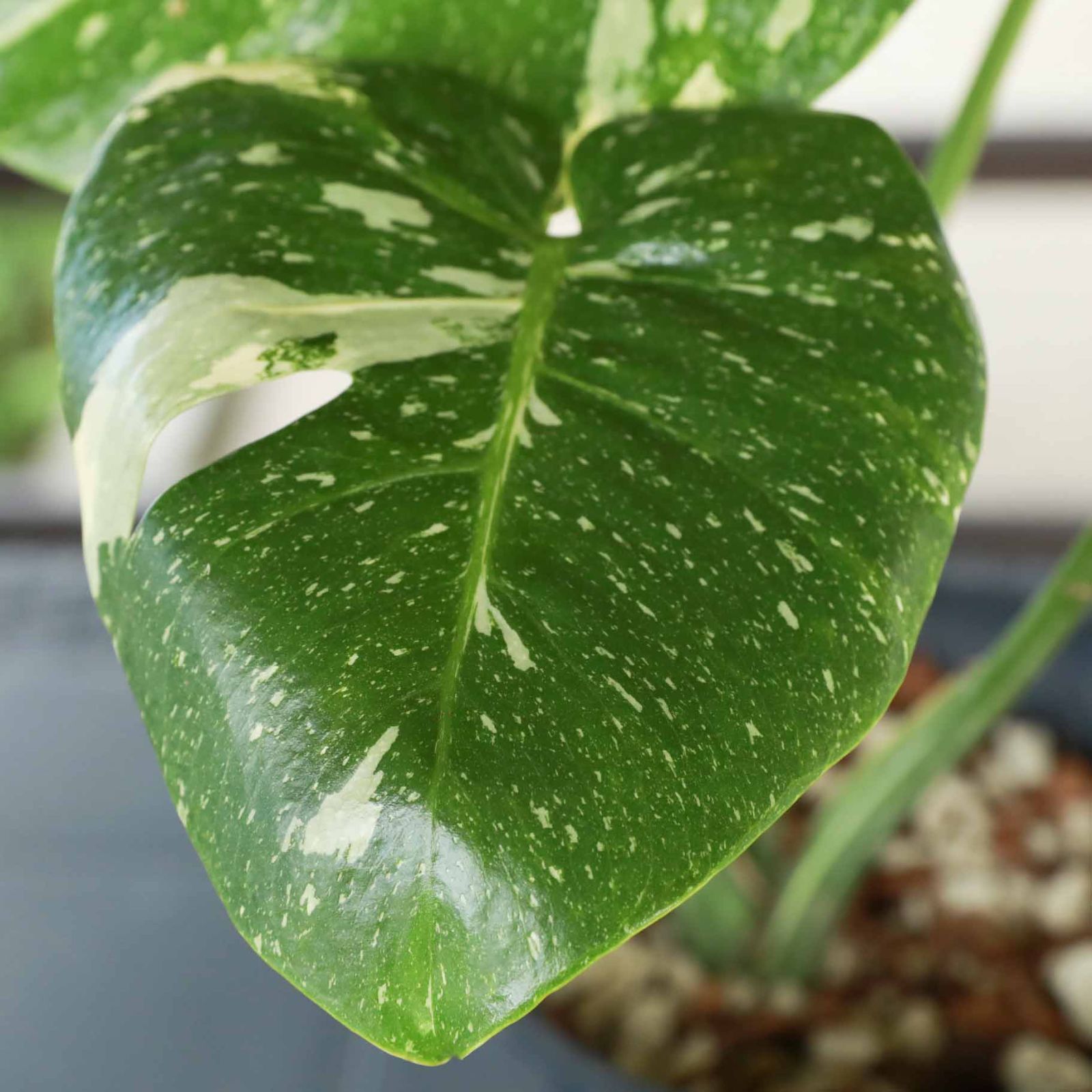 モンステラ デリシオーサタイコンステレーション 斑入り Monstera deliciosa 'Thai Constellation' - メルカリ