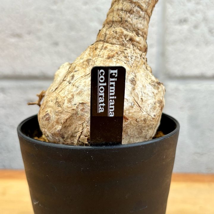 塊根植物】②現品 フィルミアナ コロラータ 3号 コーデックス - メルカリ