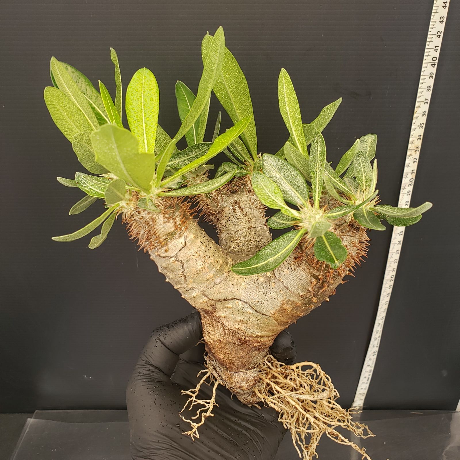 パキポディウム　ビスピノーサム　塊根植物　パキプス　現地球 パキポディウム ビスピノーサム 【現地球/発根済み】HK2401316