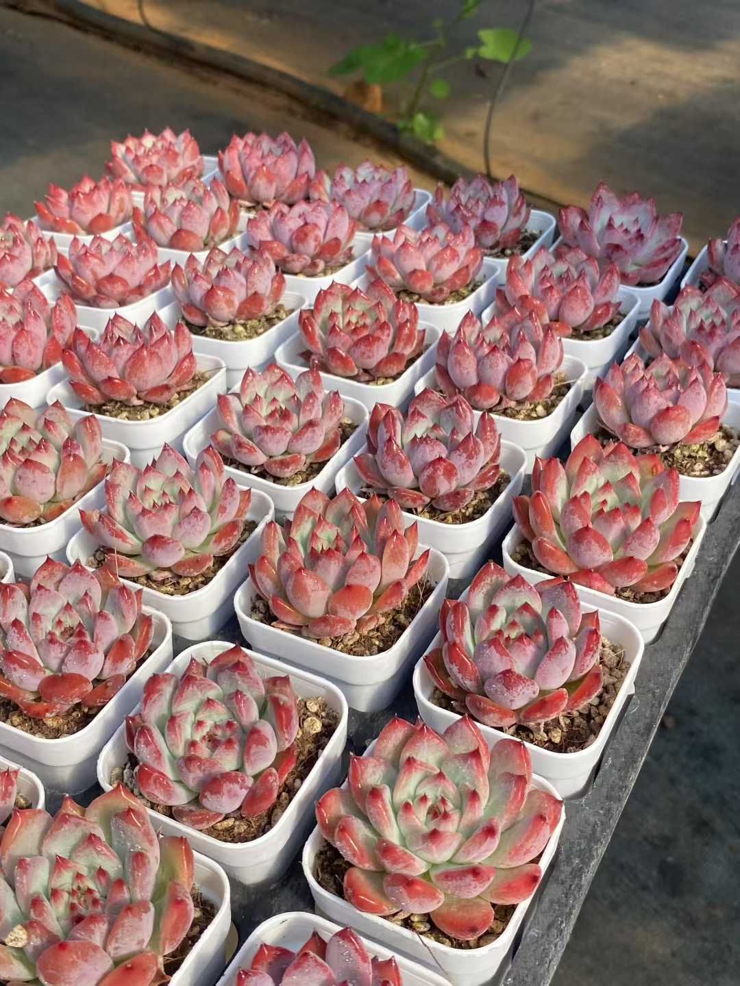 48株の抜き苗セット ダイヤモンドコロラータ 多肉植物 佐川急便発送 エケベリア 韓国苗 MY418 WWW_GEBZETESISAT_COM_TR