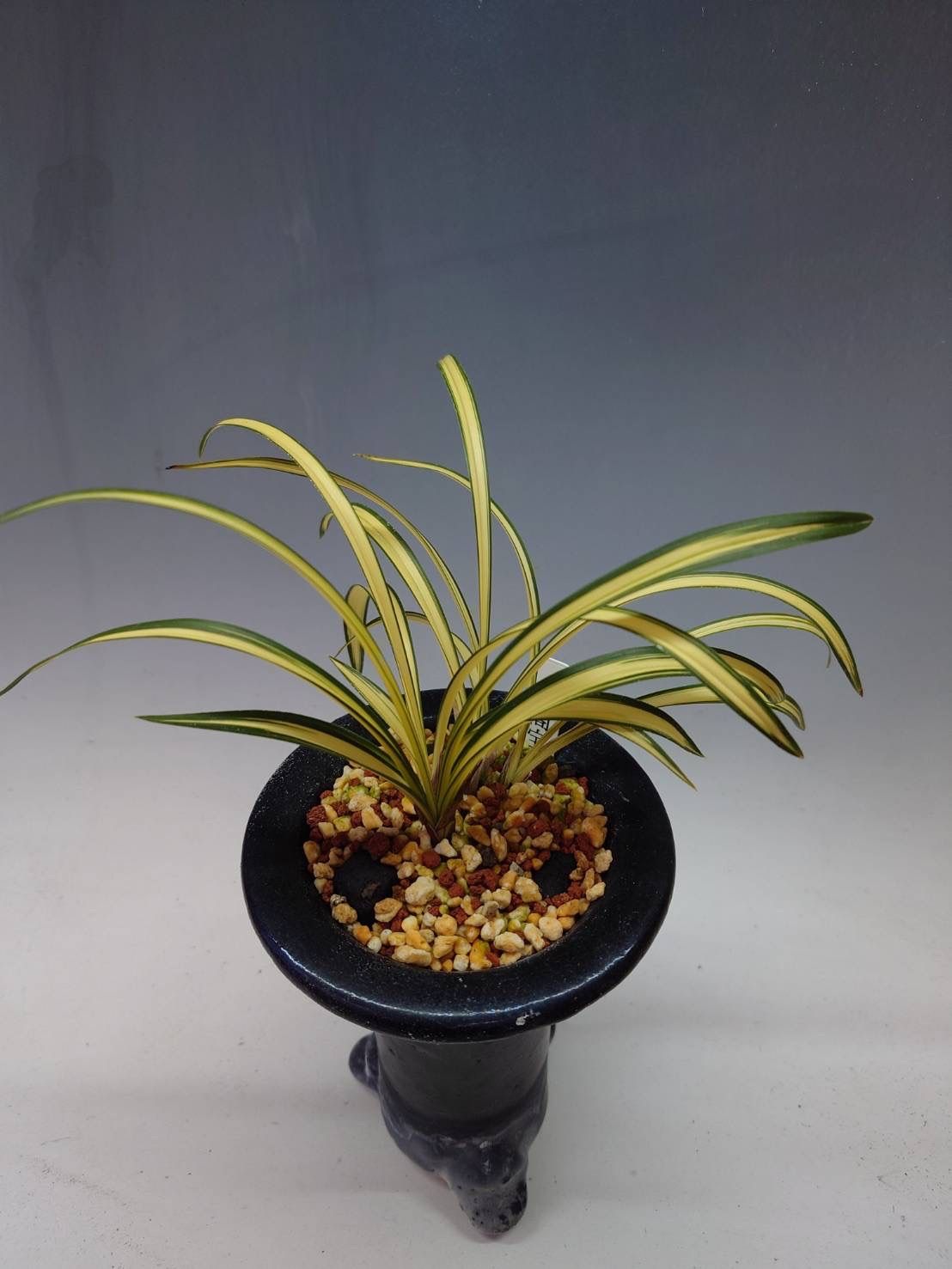 ［現品］【希少】ボリューム満点！　アンスリウム　ジャングルブッシュ　8号　レア 現品］【希少】ボリューム満点！ アンスリウム ジャングルブッシュ 8号